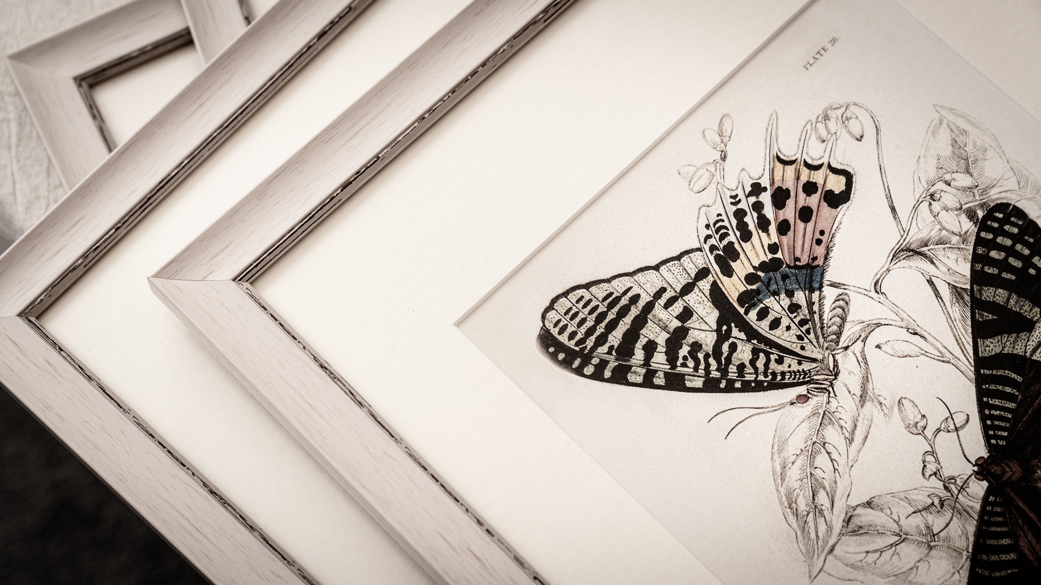 FRAMED BUTTERFLY PRINTS