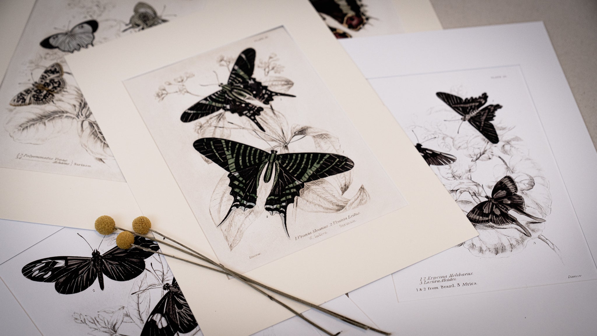VINTAGE BUTTERFLY ART PRINTS