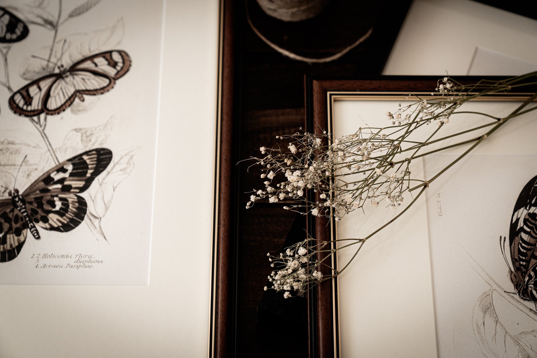 VINTAGE BUTTERFLY PRINTS