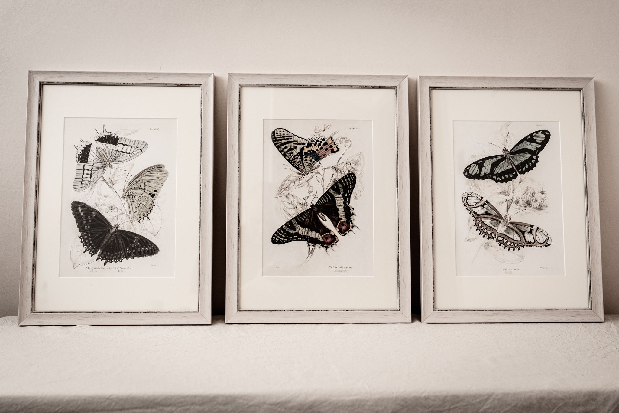 Vintage Butterfly Art Print 06