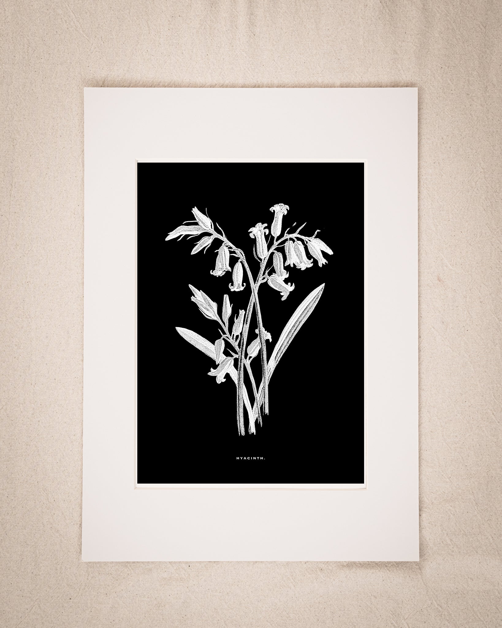 Restored Monochrome Botanical Art Print – 19th Century Floral Illustration (Hyacinth)