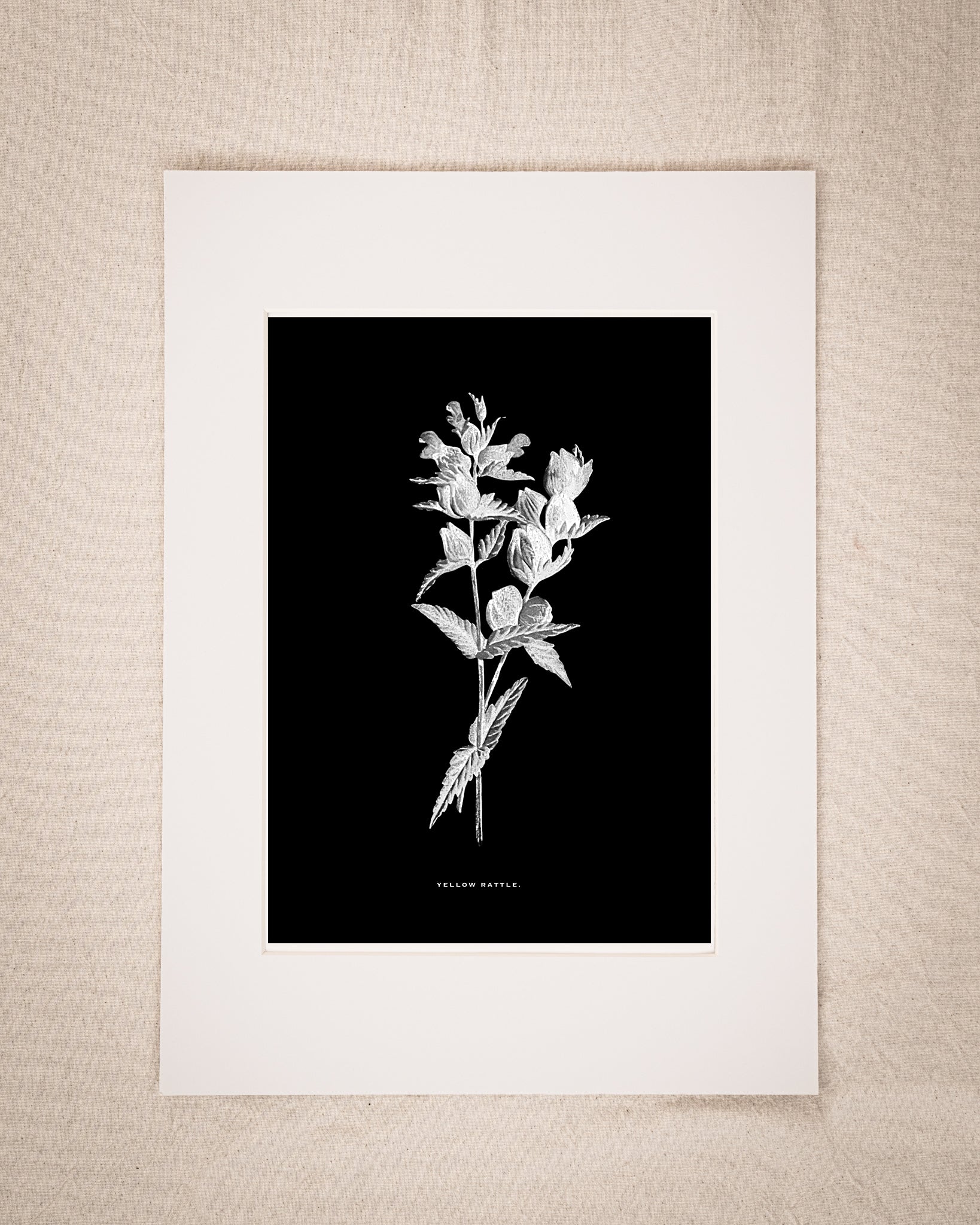 Restored Monochrome Botanical Art Print – 19th Century Floral Illustration (Yellow Rattle)