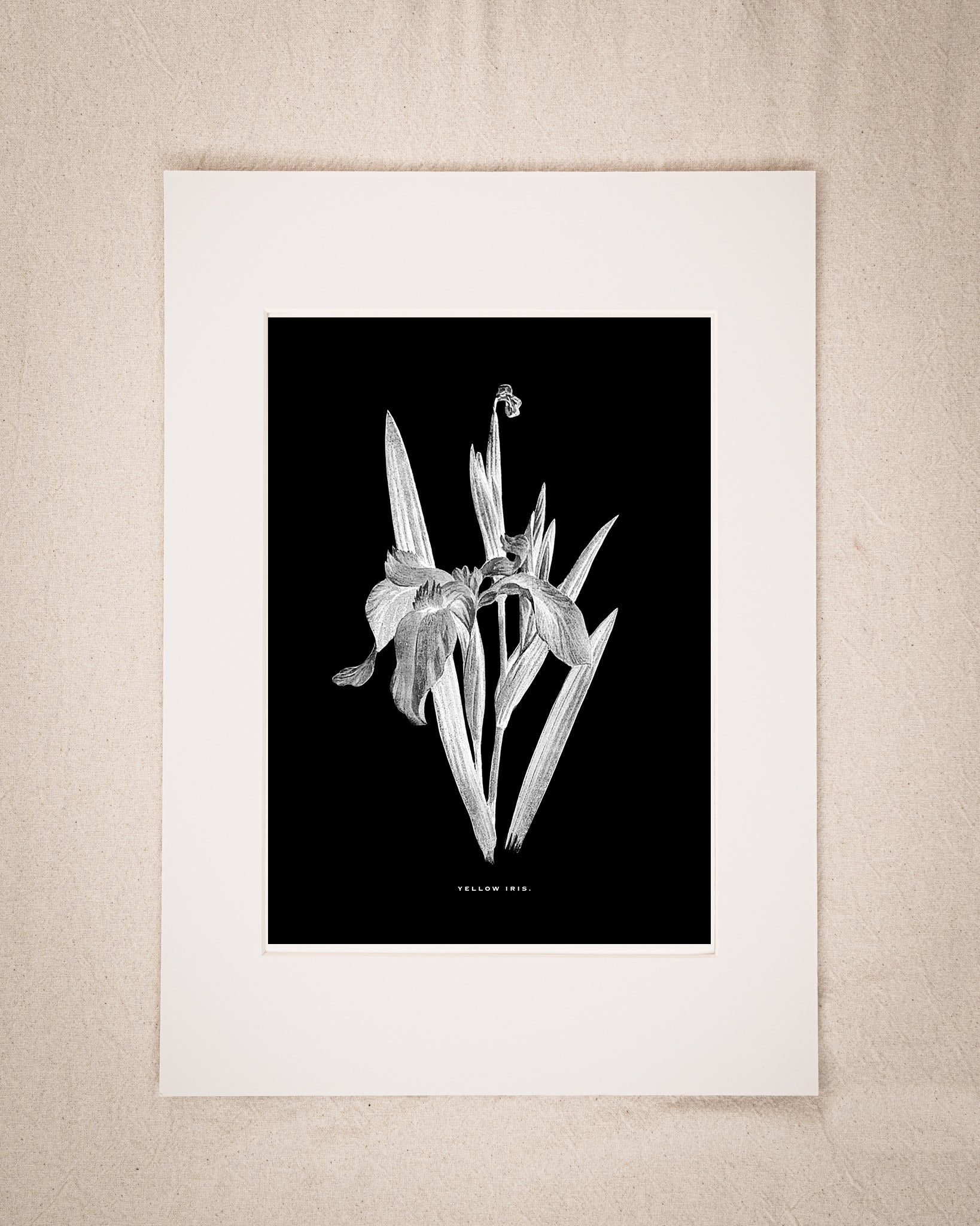 Restored Monochrome Botanical Art Print – 19th Century Floral Illustration (Iris)