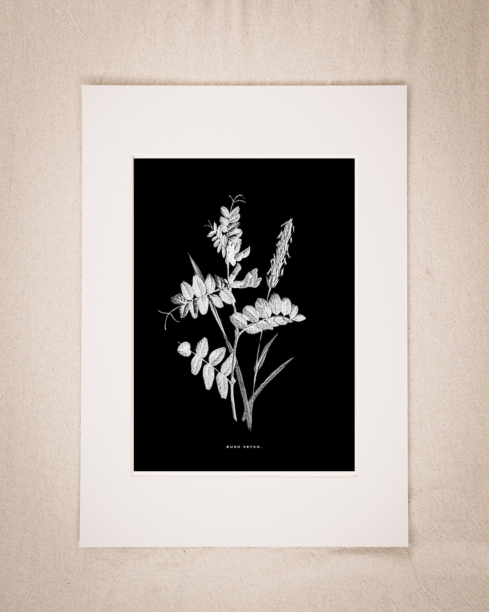 Restored Monochrome Botanical Art Print – 19th Century Floral Illustration (Bush Vetch)