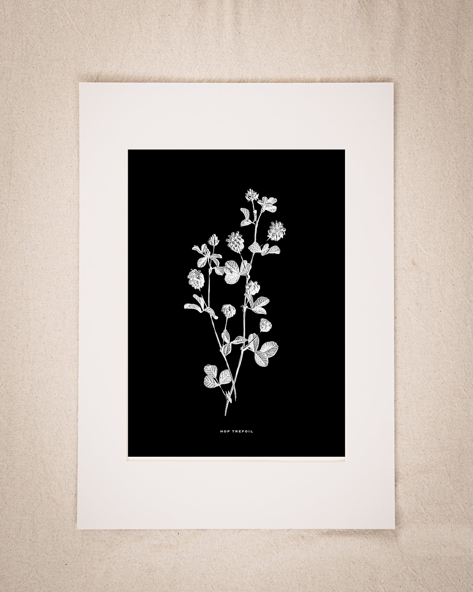 Restored Monochrome Botanical Art Print – 19th Century Floral Illustration (Hop Trefoil)