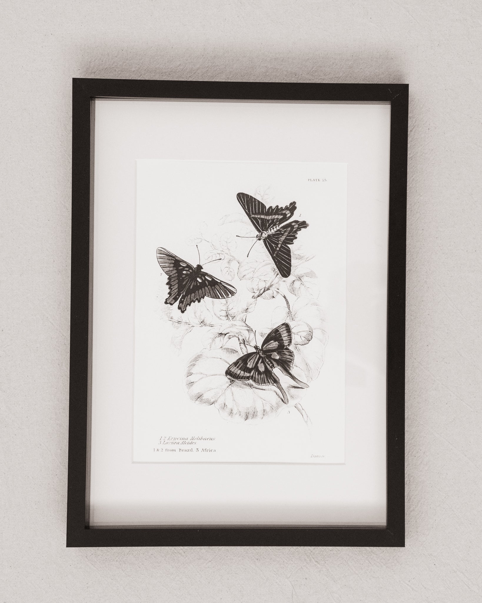 Monochrome: Vintage Butterfly Art Print 027