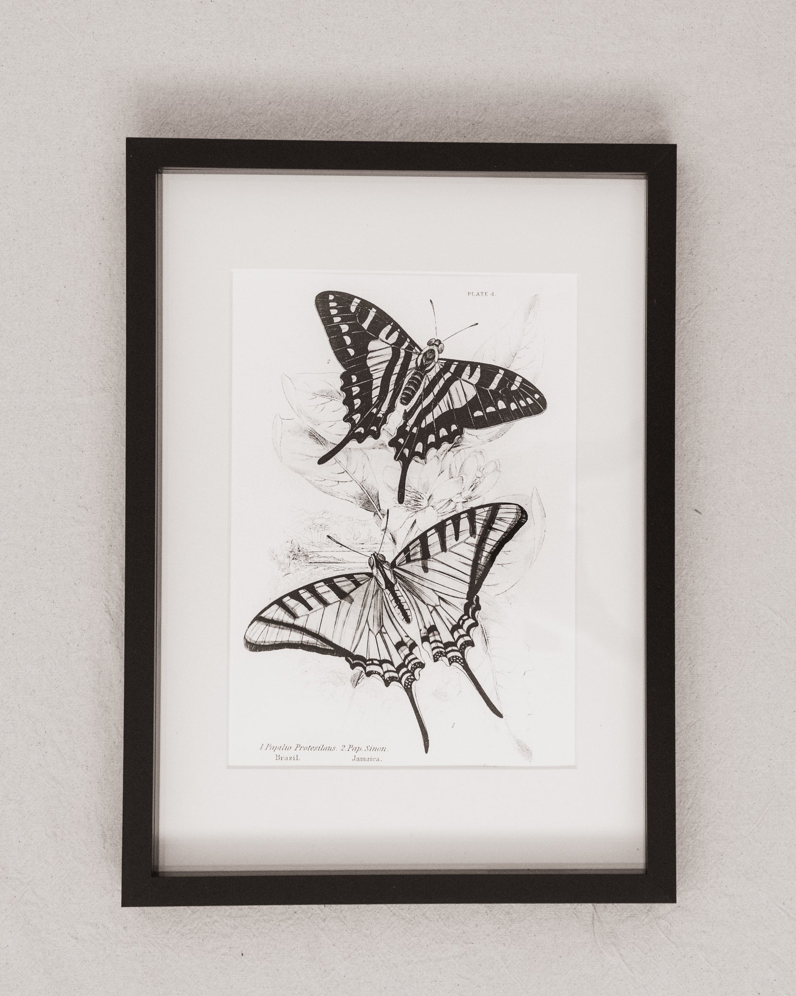 Monochrome: Vintage Butterfly Art Print 028