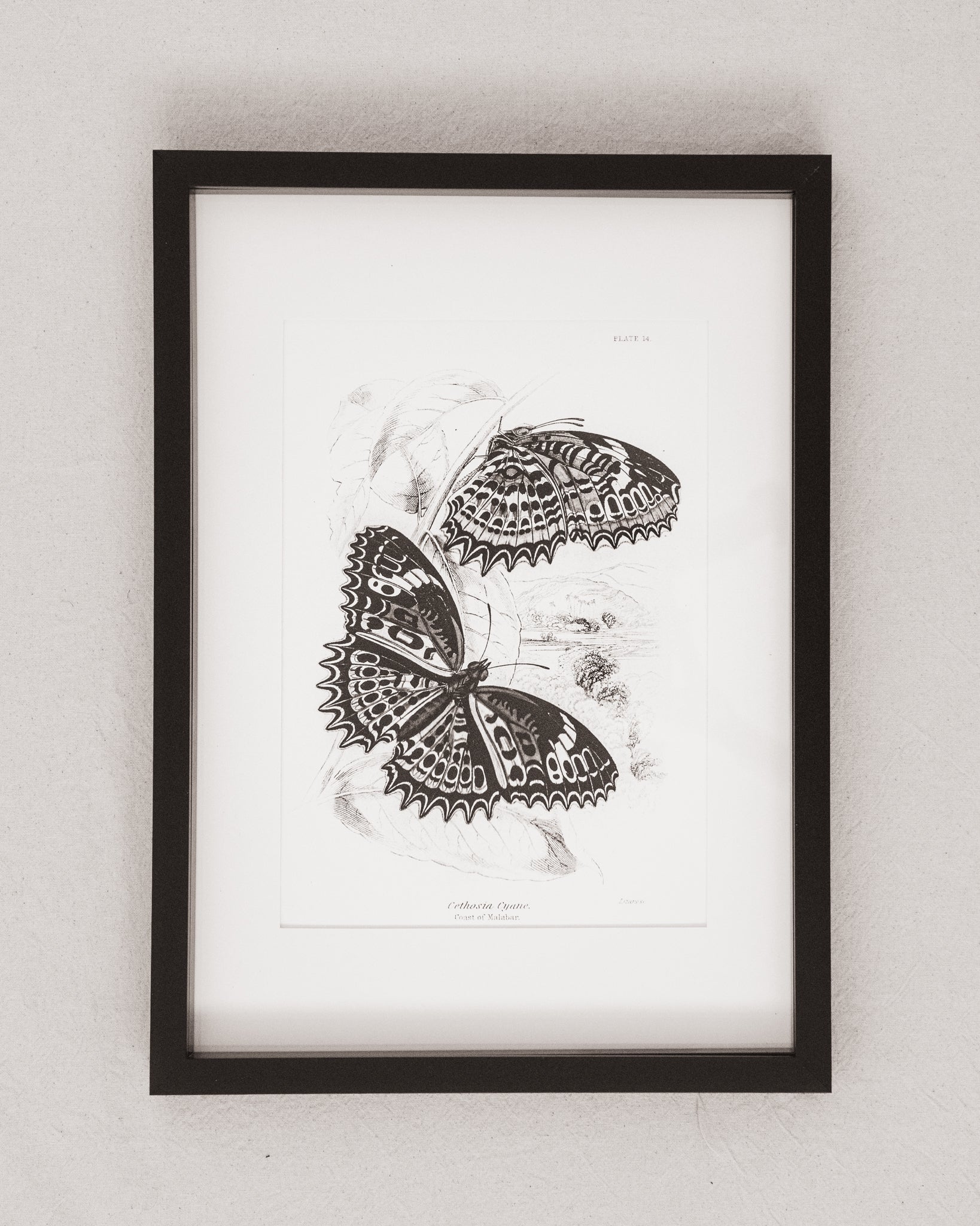 Monochrome: Vintage Butterfly Art Print 024