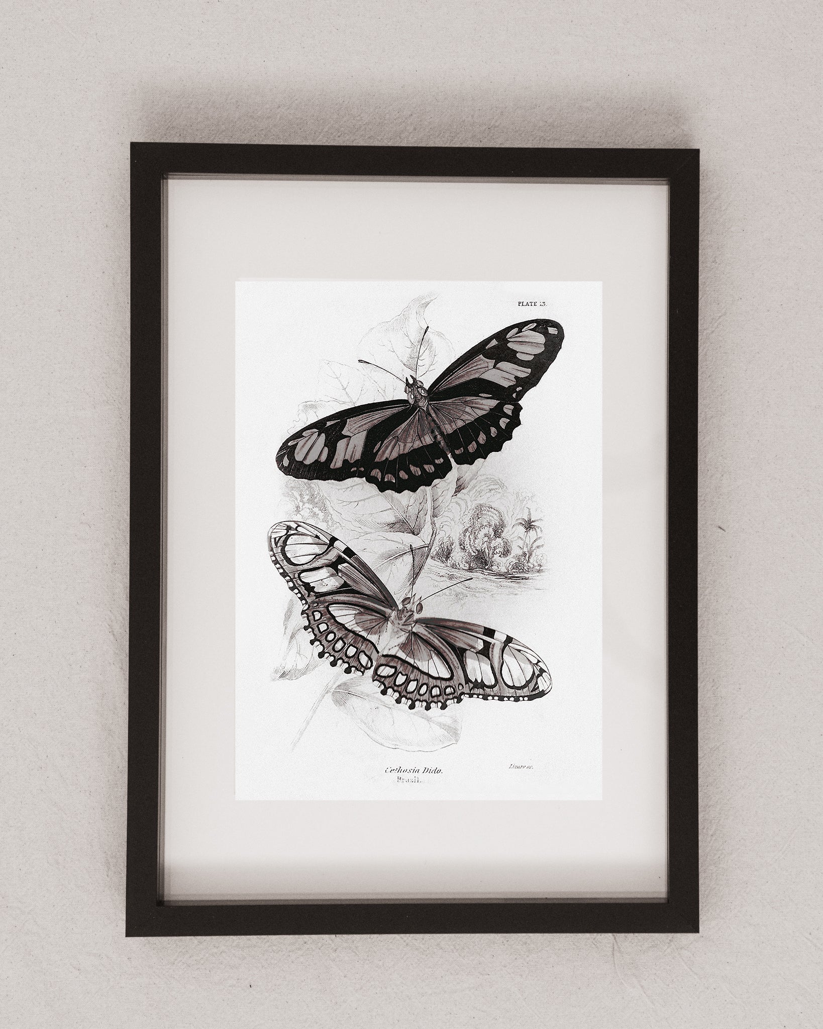 Framed Set of Four Vintage Butterfly Art Prints 04 (Black Noir Frame Collection)