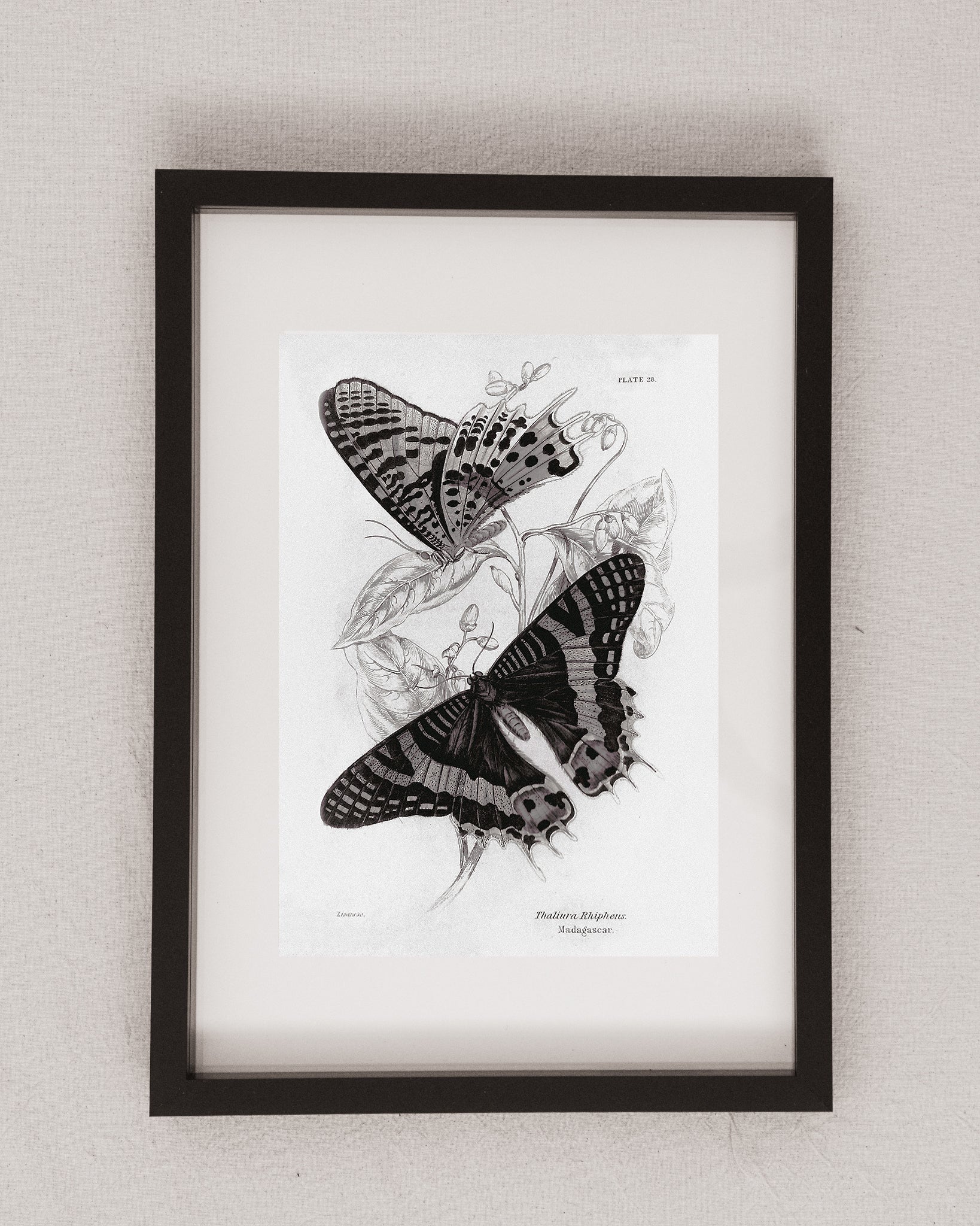 Monochrome: Vintage Butterfly Art Print 021