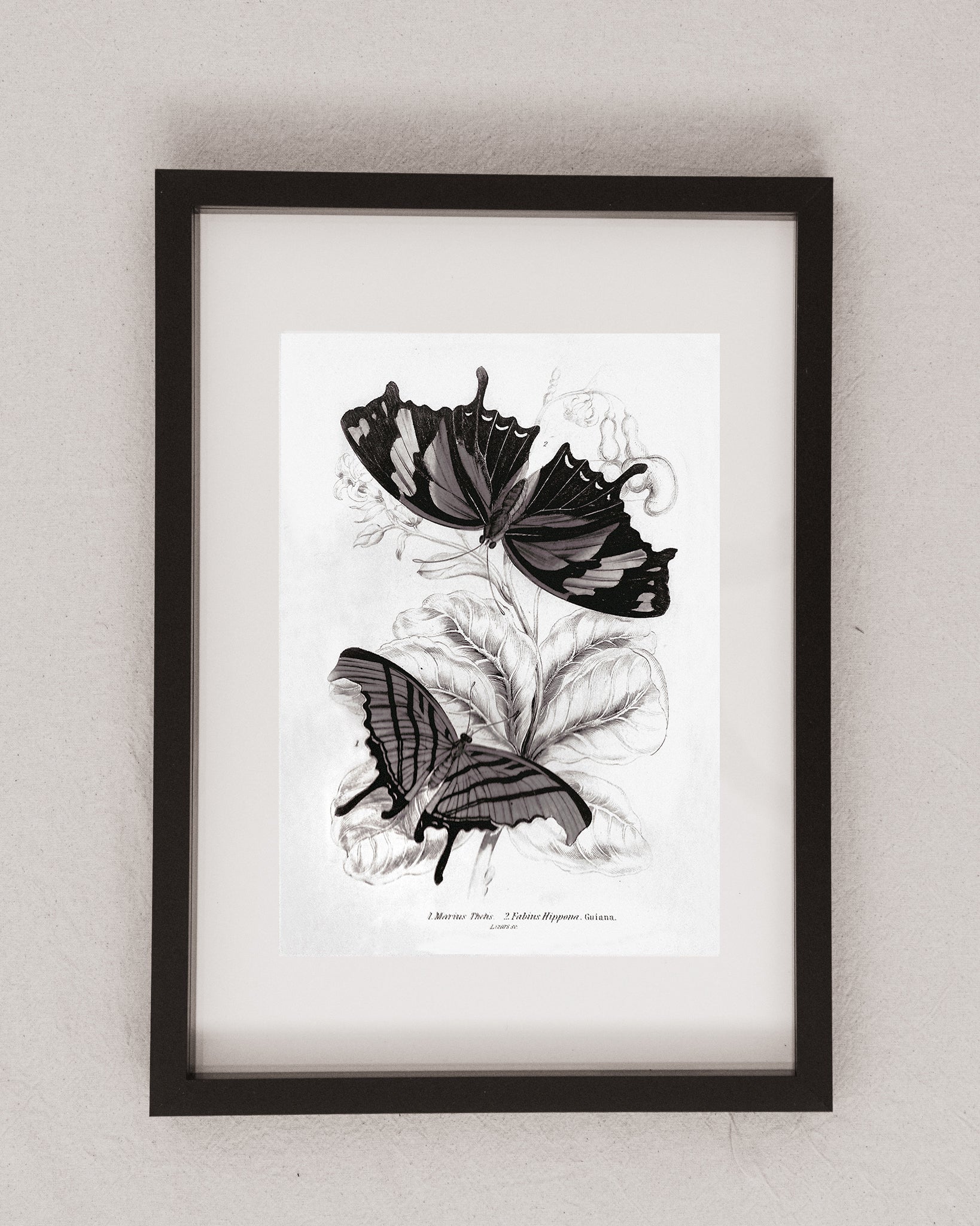 Framed Set of Two Vintage Butterfly Art Prints 02 (Black Noir Frame Collection)