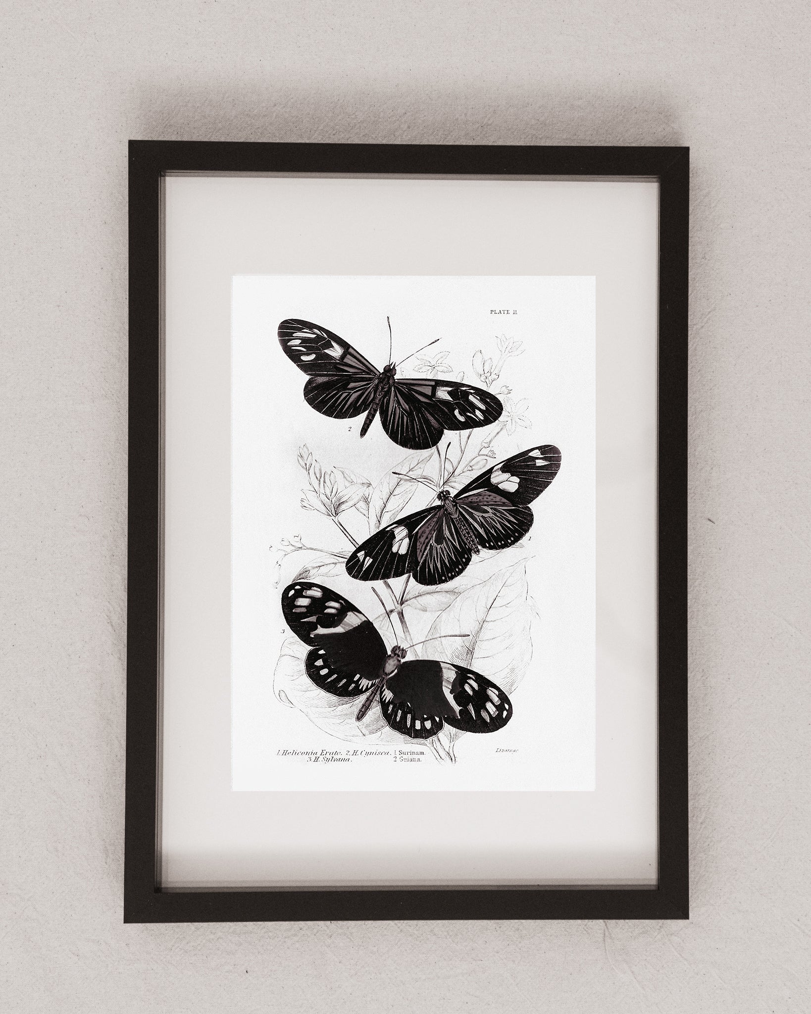 Monochrome: Vintage Butterfly Art Print 025