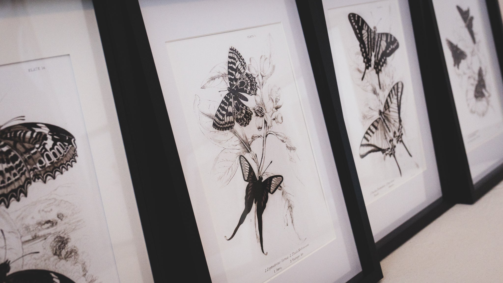 Framed Set of Four Vintage Butterfly Art Prints 04 (Black Noir Frame Collection)