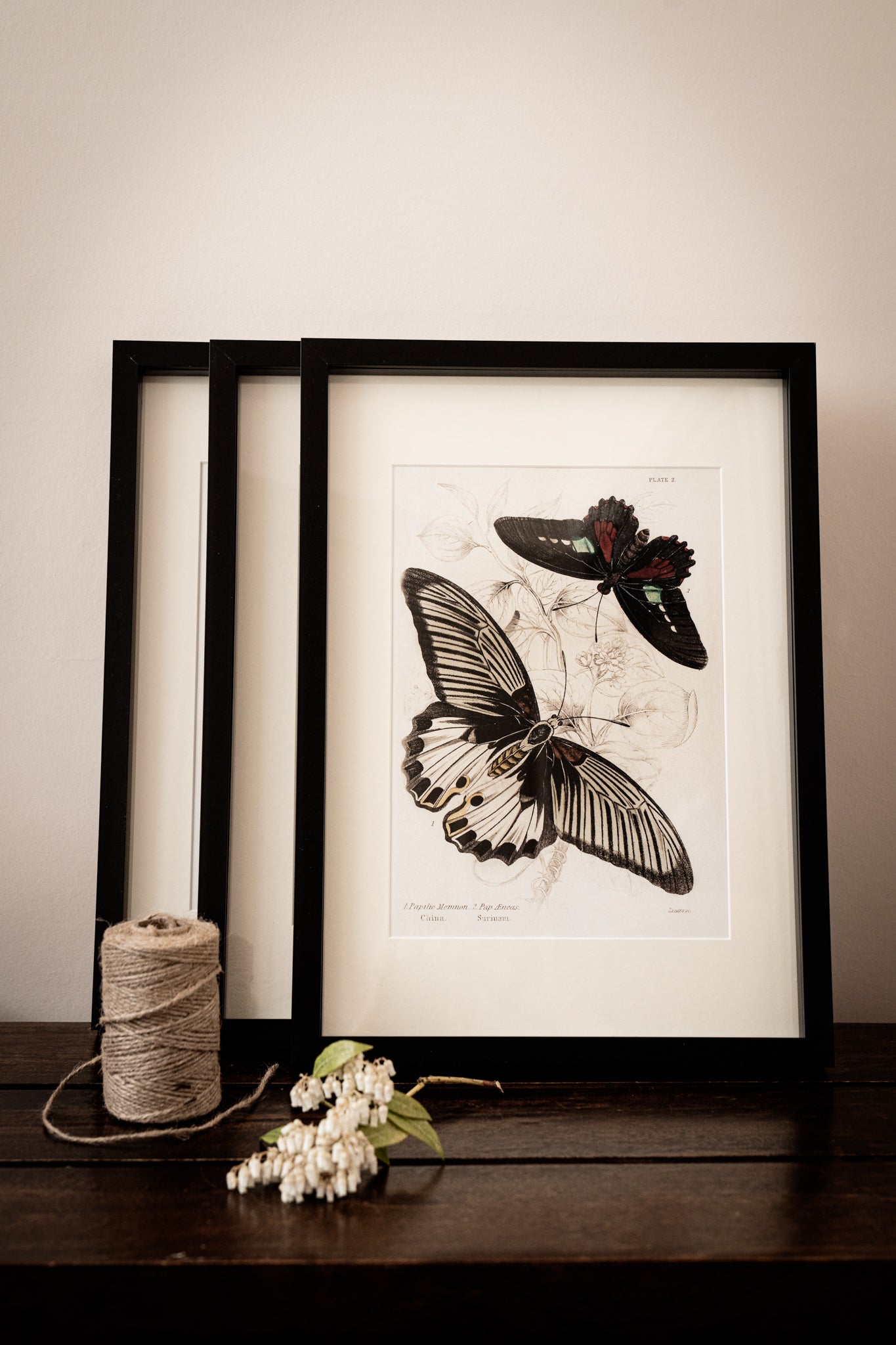 Framed Set of Four Vintage Butterfly Art Prints 02 (Black Noir Frame Collection)