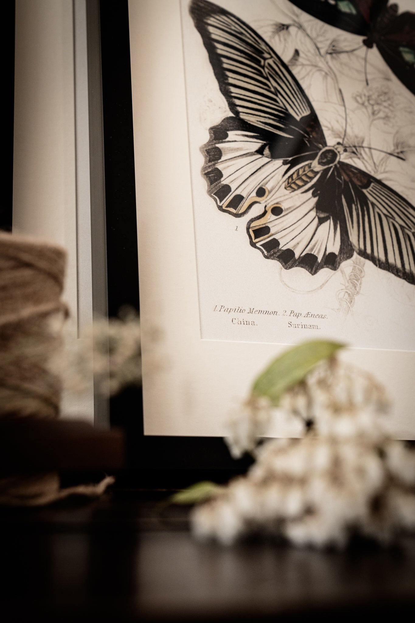 Framed Gallery Wall Set – Vintage Butterfly Botanical Art Prints (Set of 6, Black Noir Frame)