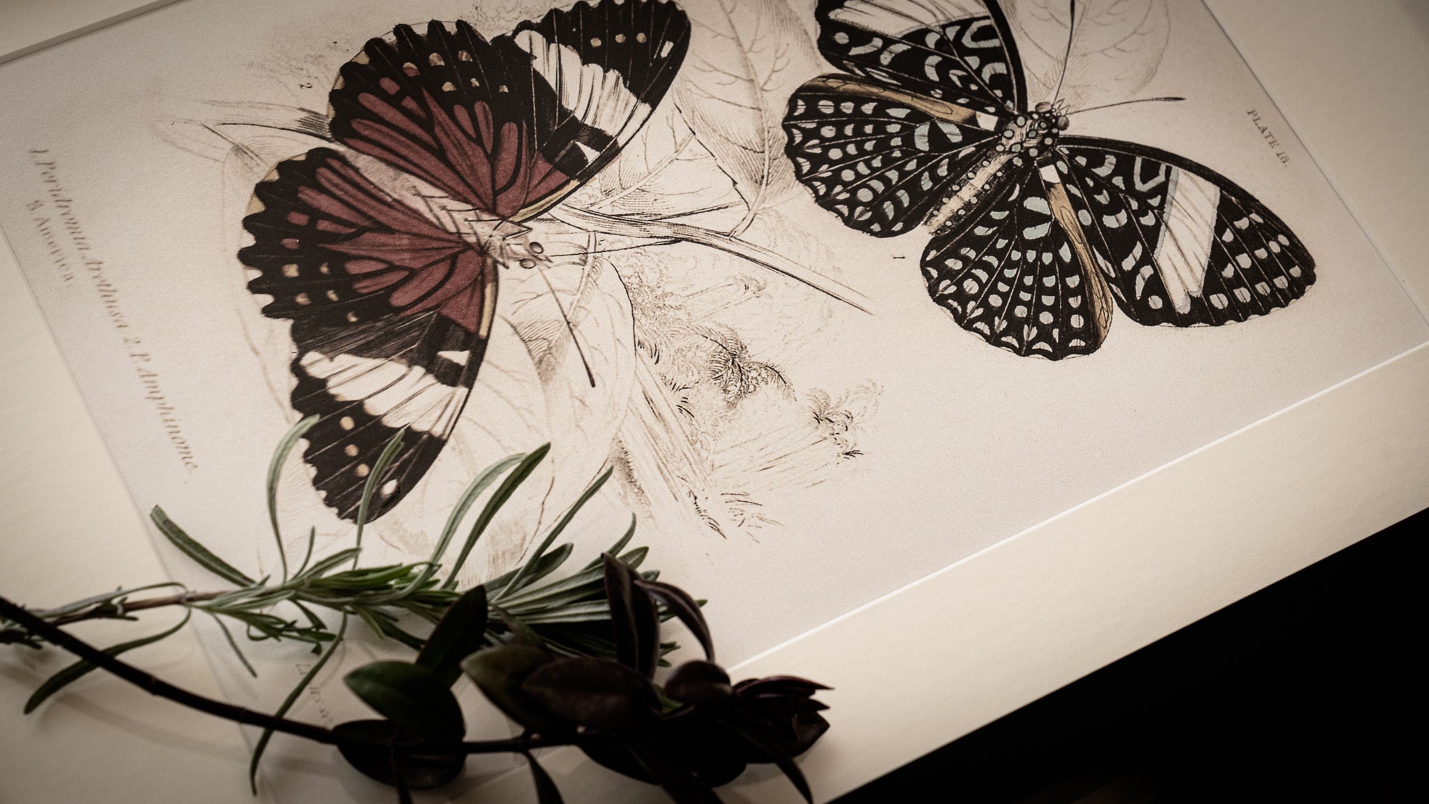 Framed Gallery Wall Set – Vintage Butterfly Botanical Art Prints (Set of 6, Black Noir Frame)