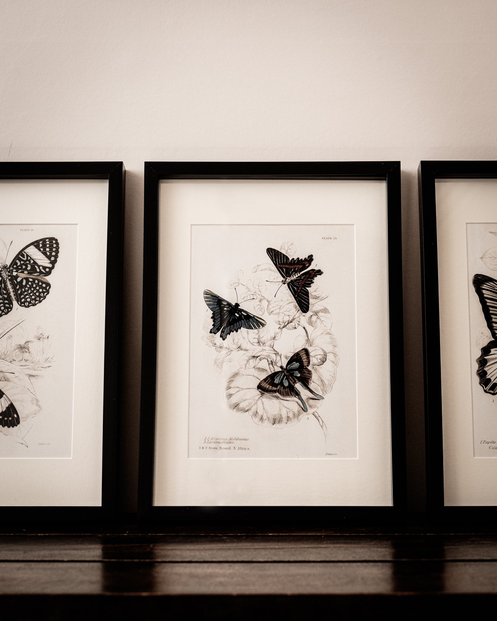 Vintage Butterfly Art Print 02