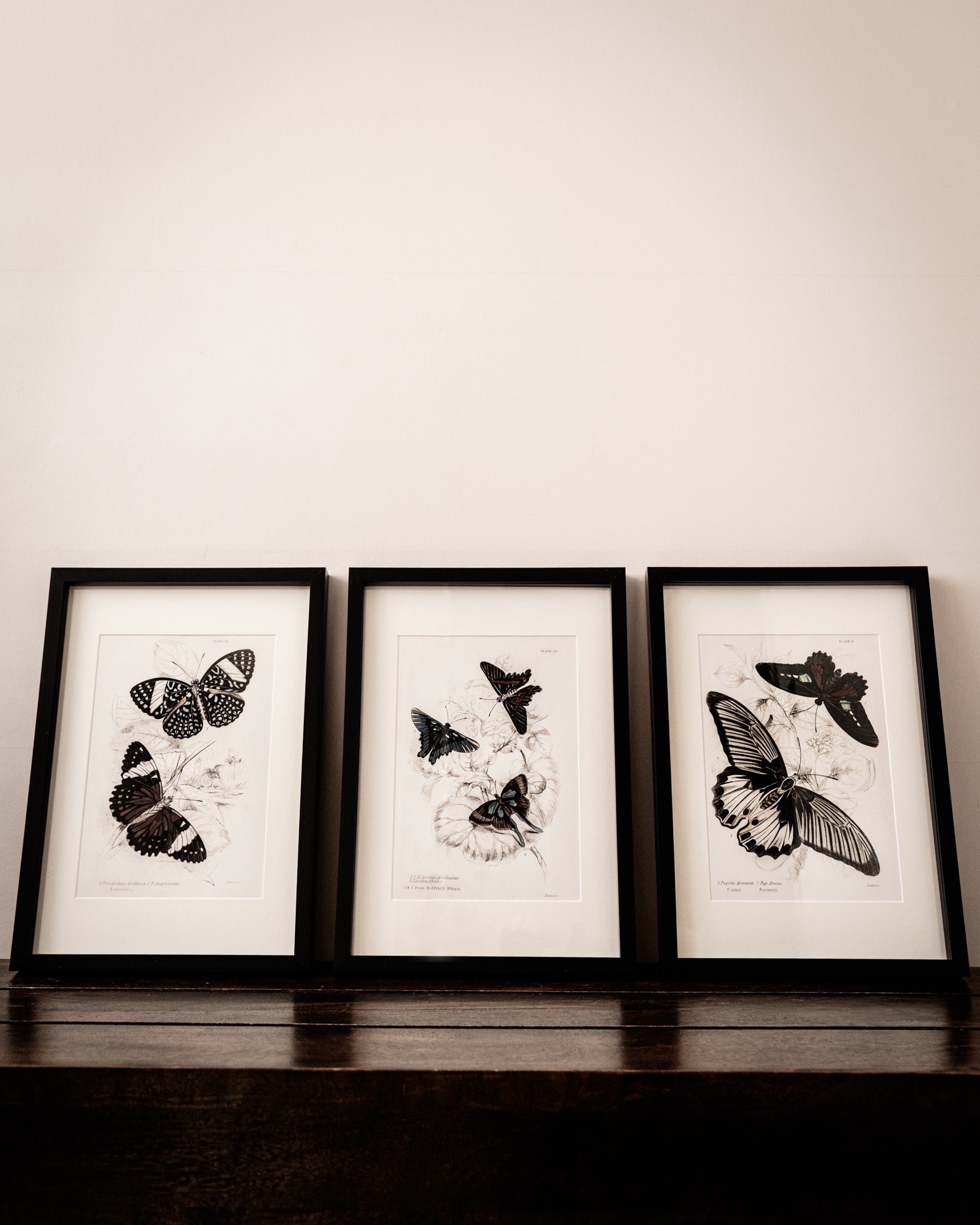 Vintage Butterfly Art Print 01