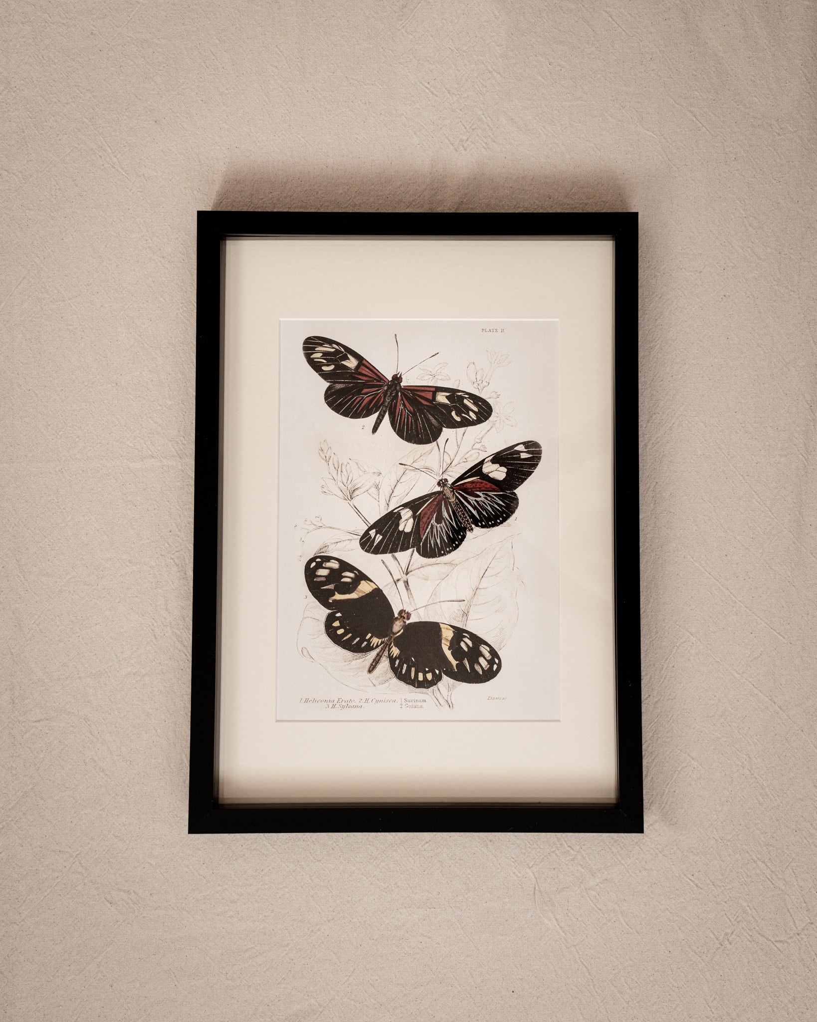 Framed Gallery Wall Set – Vintage Butterfly Botanical Art Prints (Set of 6, Black Noir Frame)
