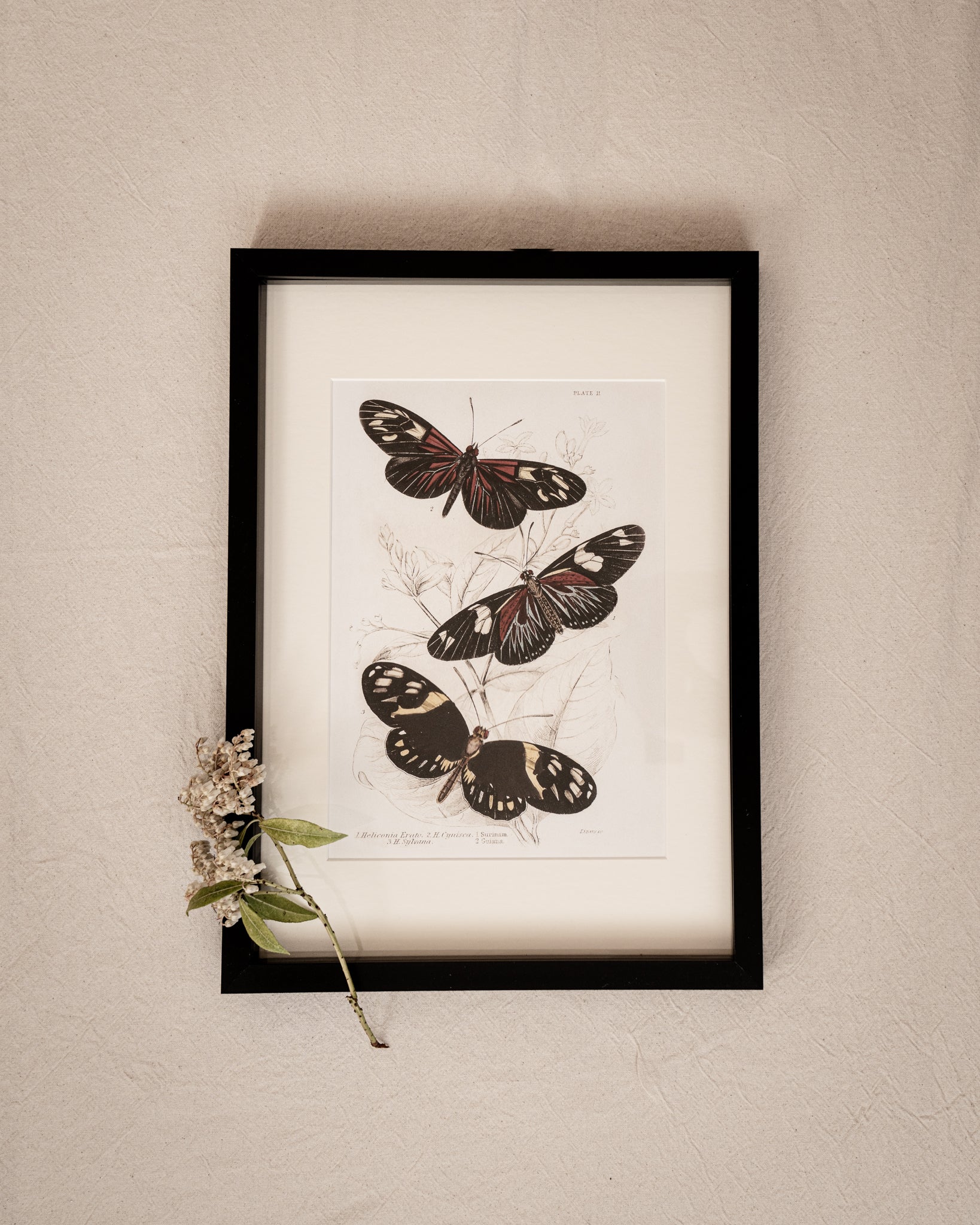 Framed Set of Two Vintage Butterfly Art Prints 01 (Black Noir Frame Collection)
