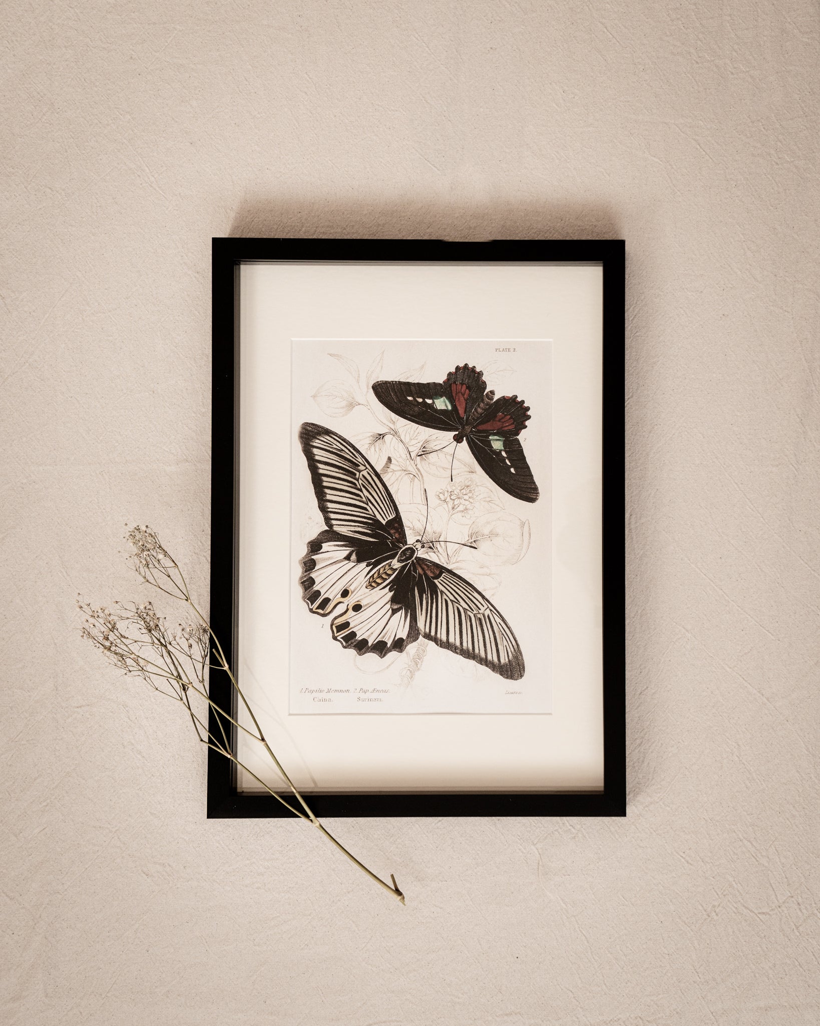 Vintage Butterfly Art Print 04