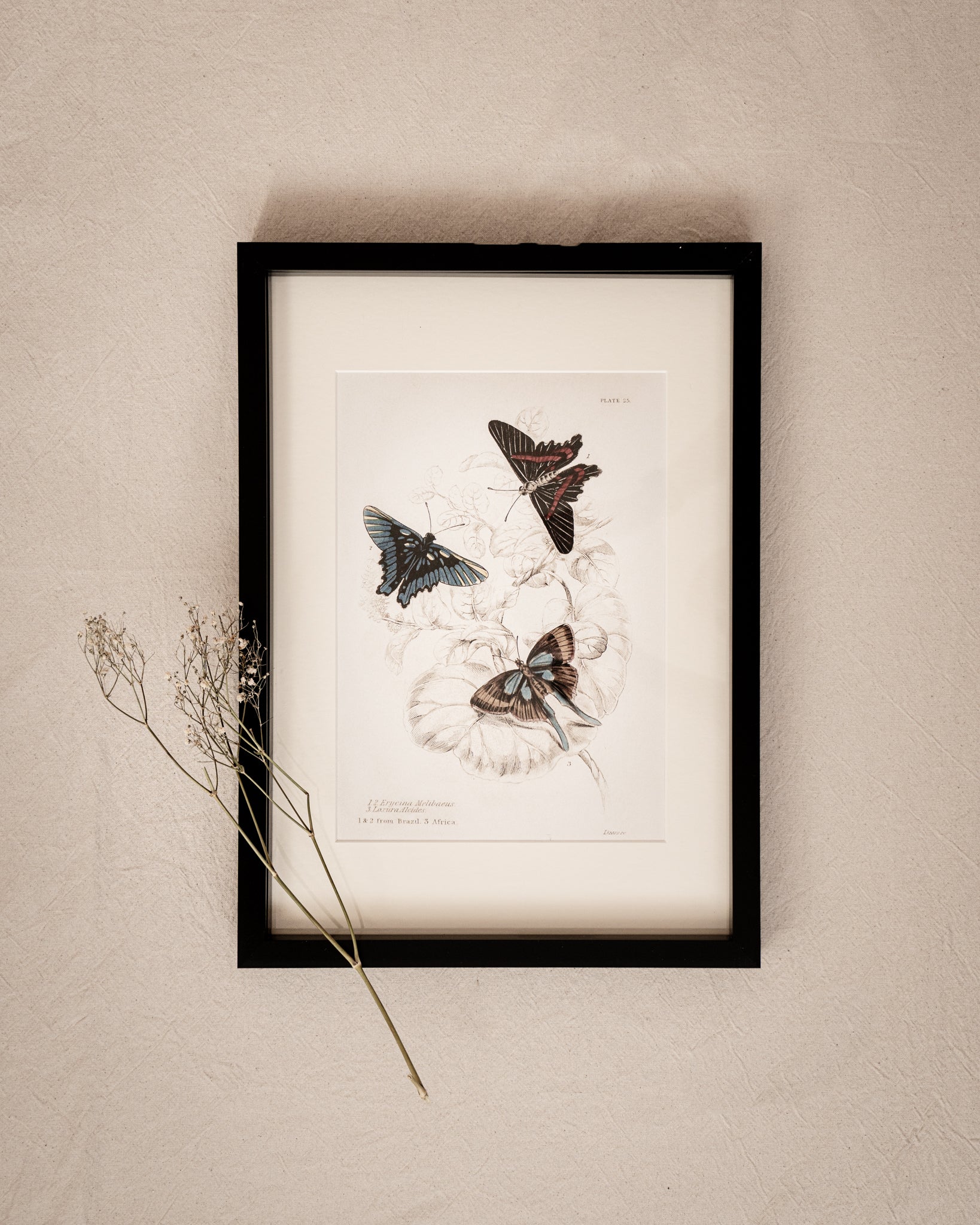 Vintage Butterfly Art Print 02