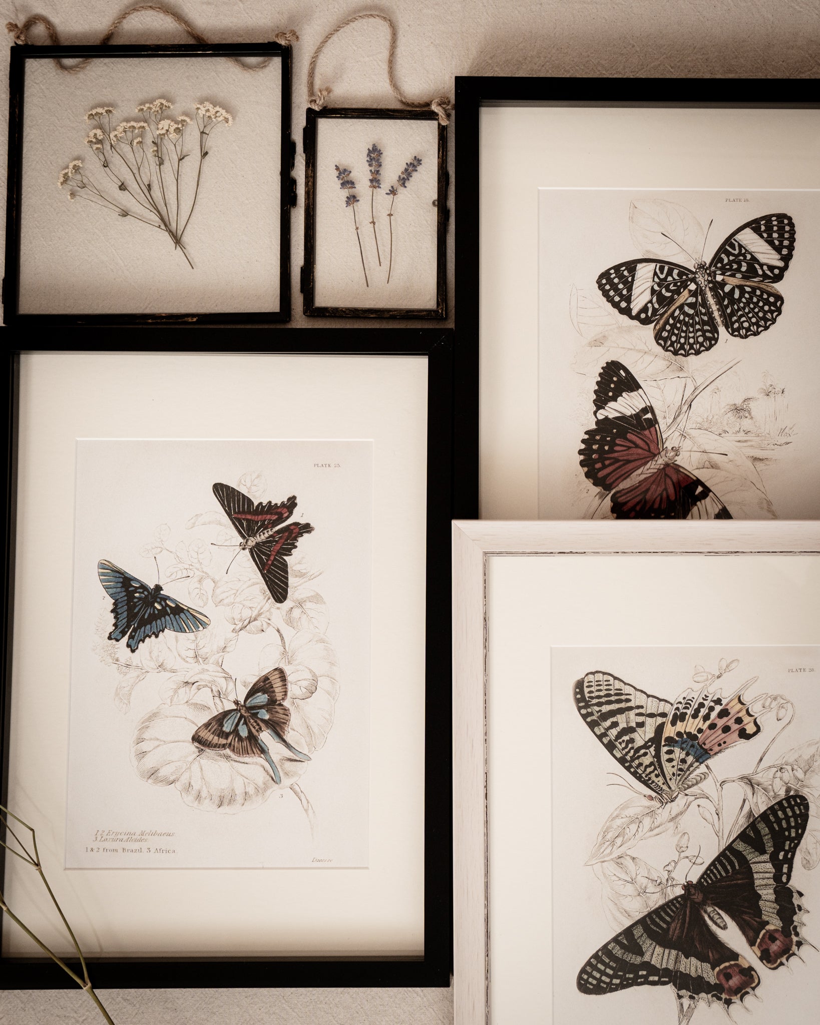 Vintage Butterfly Art Print 02