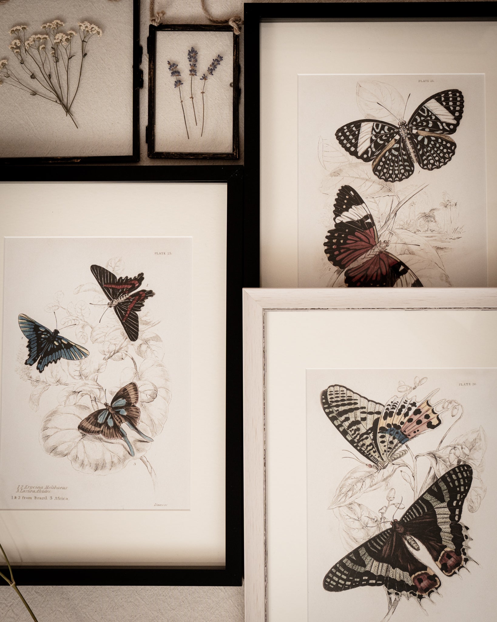 Framed Set of Four Vintage Butterfly Art Prints 02 (Black Noir Frame Collection)
