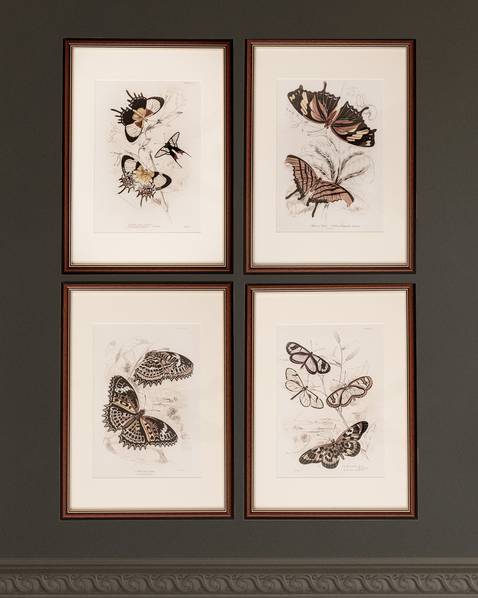 Framed Set of Four Vintage Butterfly Art Prints 03 (Classic Teak Frame Collection)