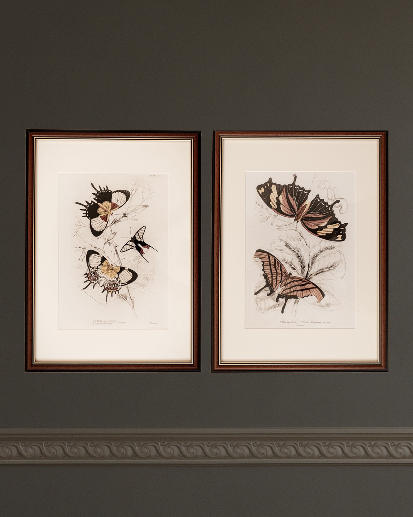 Framed Set of Two Vintage Butterfly Art Prints 02 (Classic Teak Frame Collection)