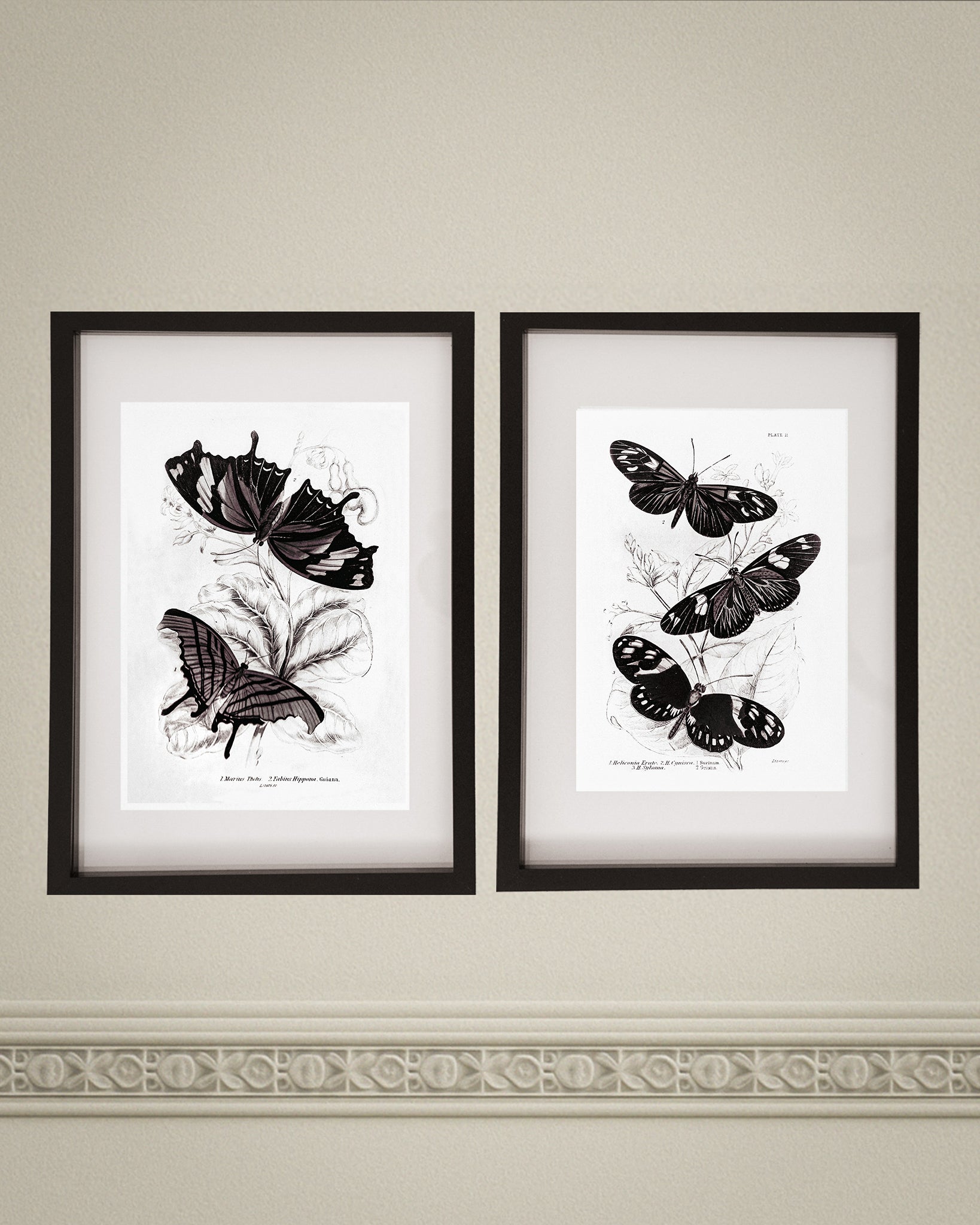 Framed Set of Two Vintage Butterfly Art Prints 02 (Black Noir Frame Collection)