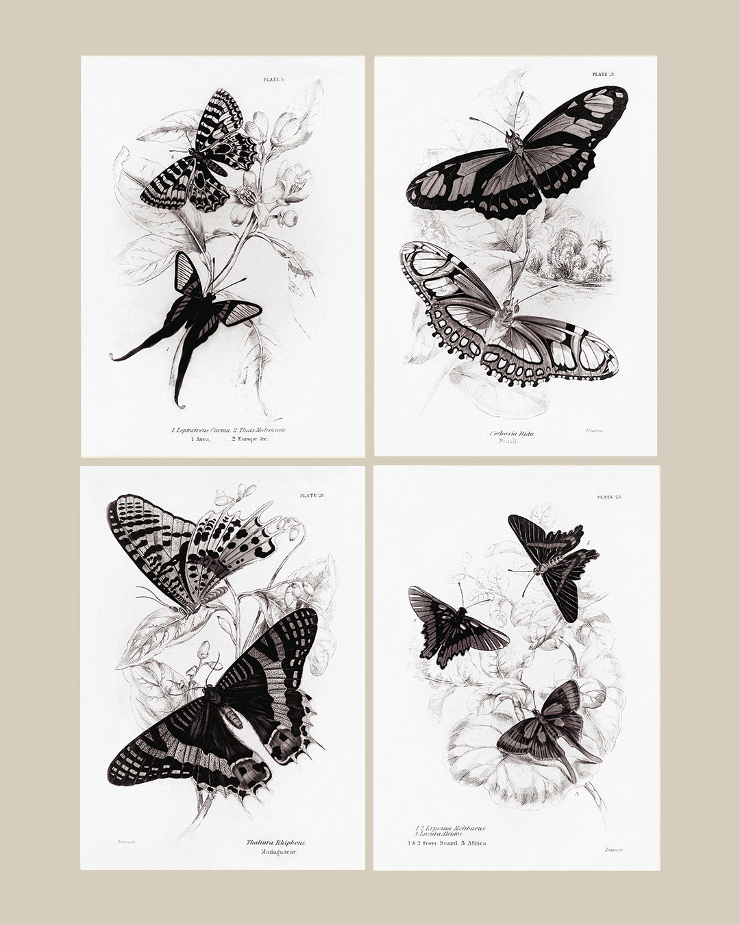 Framed Set of Four Vintage Butterfly Art Prints 04 (Black Noir Frame Collection)