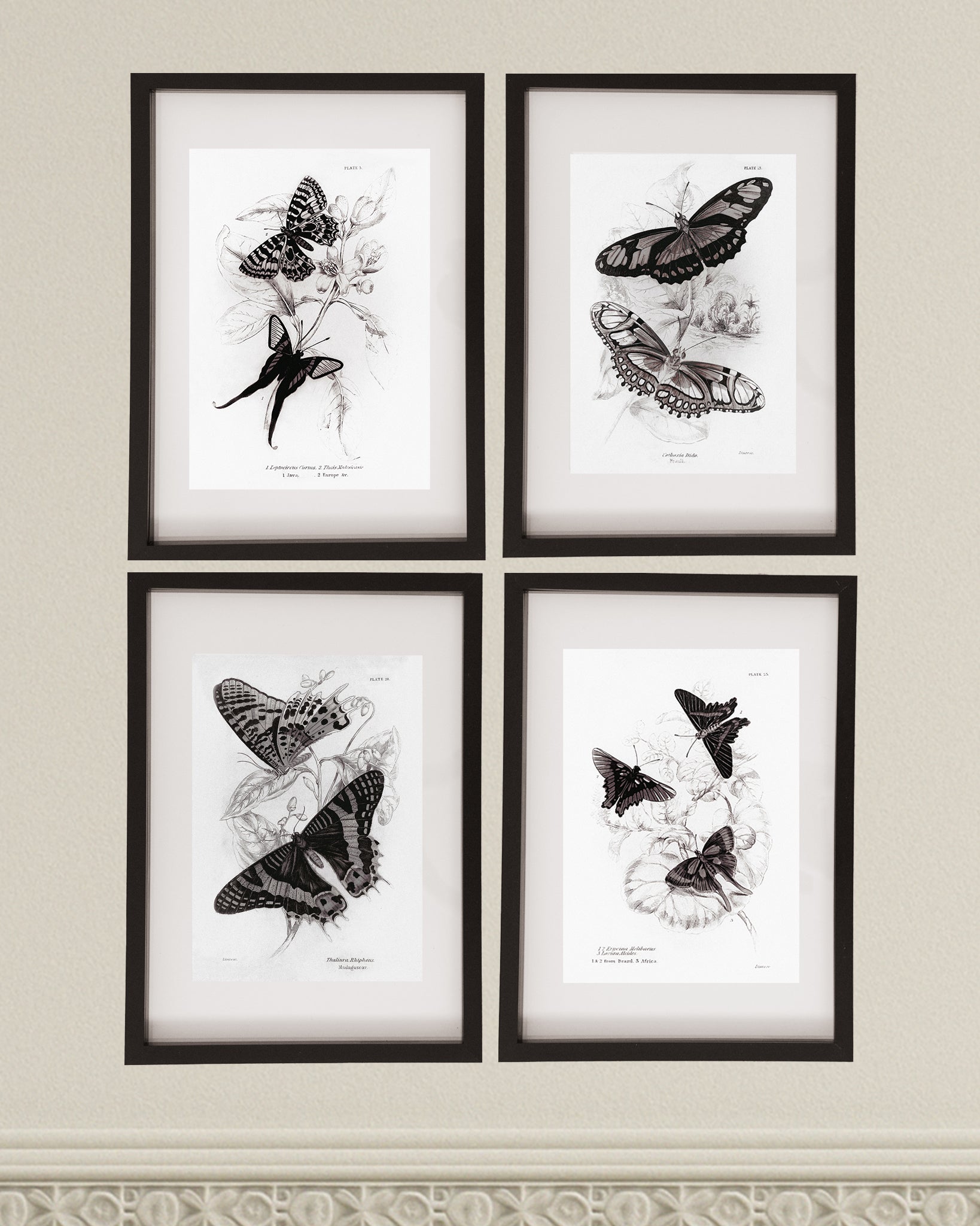 Framed Set of Four Vintage Butterfly Art Prints 04 (Black Noir Frame Collection)