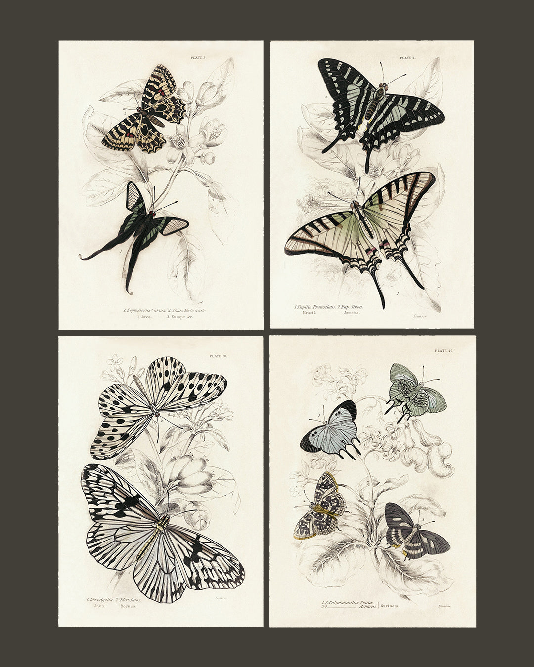 Framed Set of Four Vintage Butterfly Art Prints 01 (Sand Frame Collection)