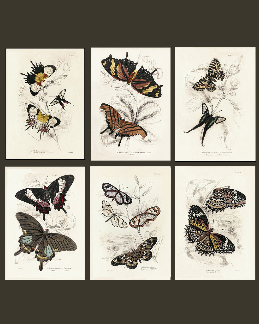 Framed Set of Six Vintage Butterfly Art Prints (Classic Teak Frame Collection)