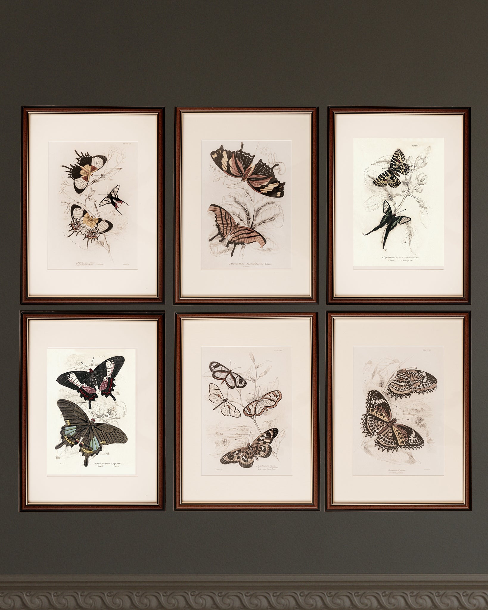 Framed Set of Six Vintage Butterfly Art Prints (Classic Teak Frame Collection)