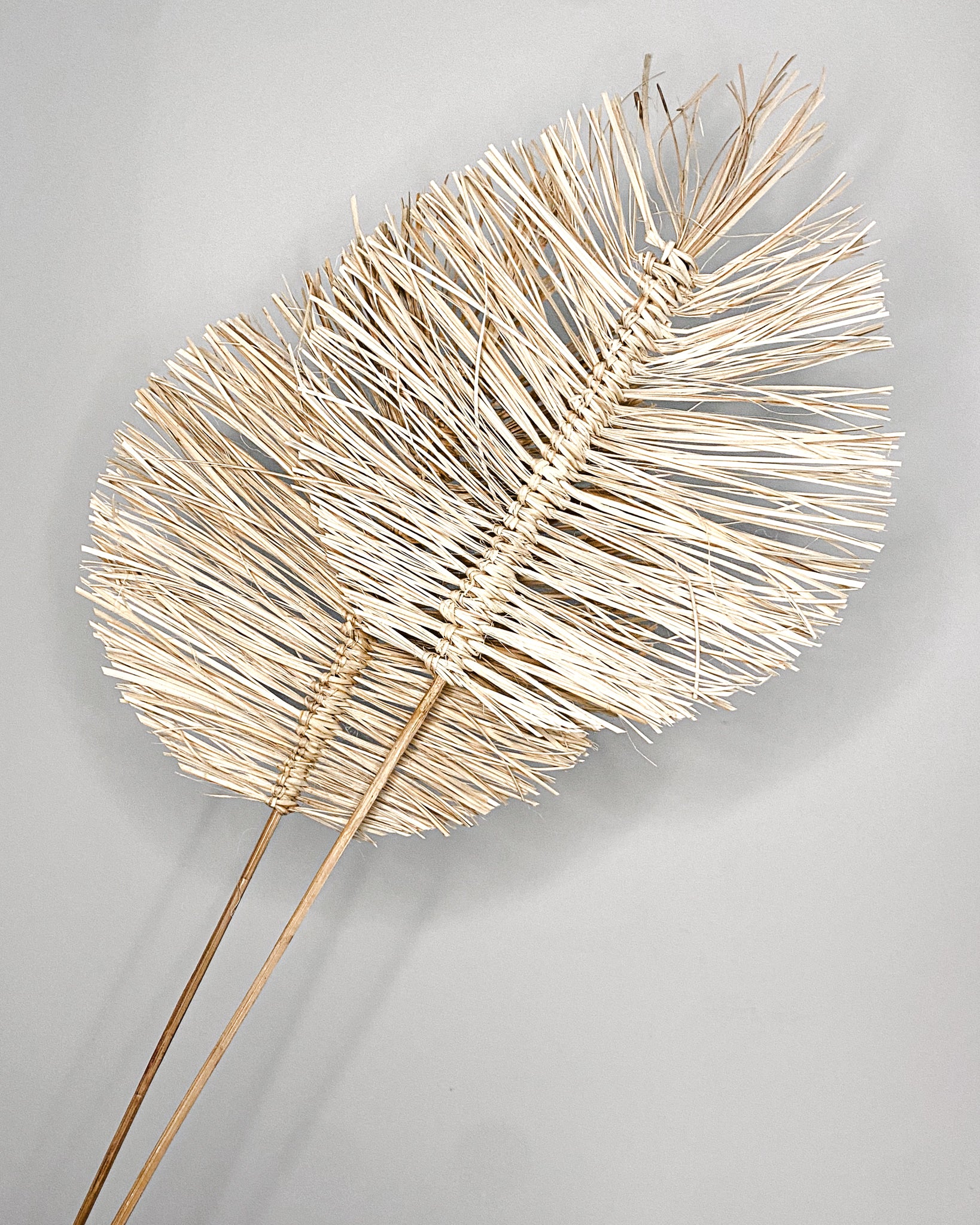 Dried Boho Palms - Ecru White