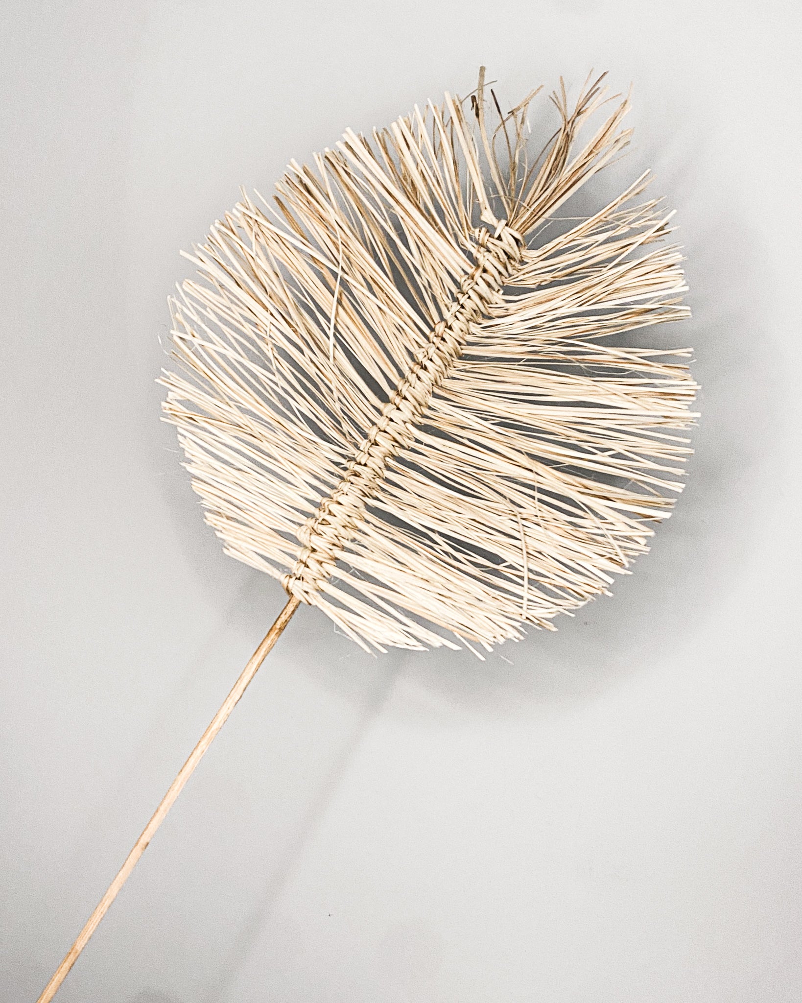 Dried Boho Palms - Ecru White