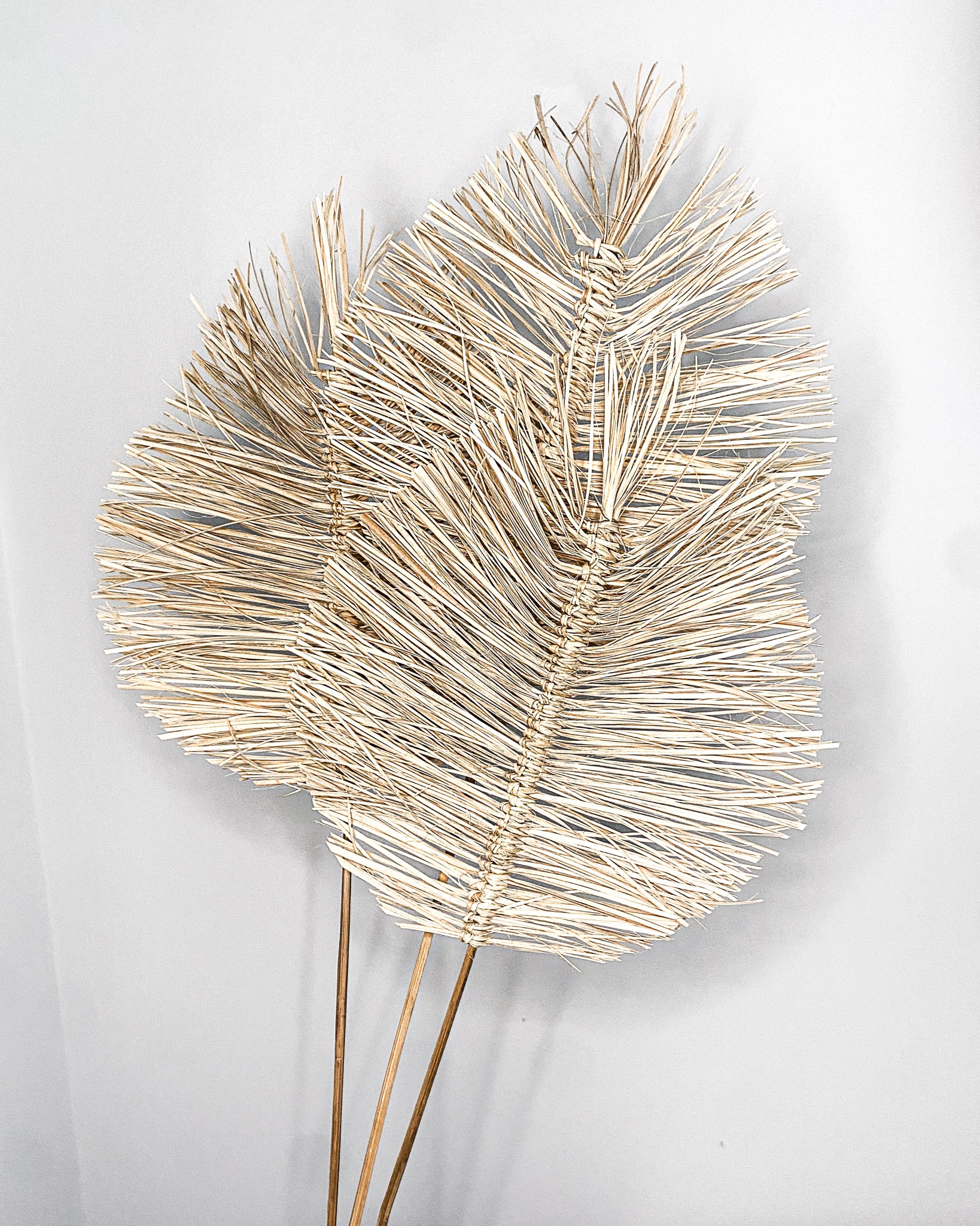 Dried Boho Palms - Ecru White