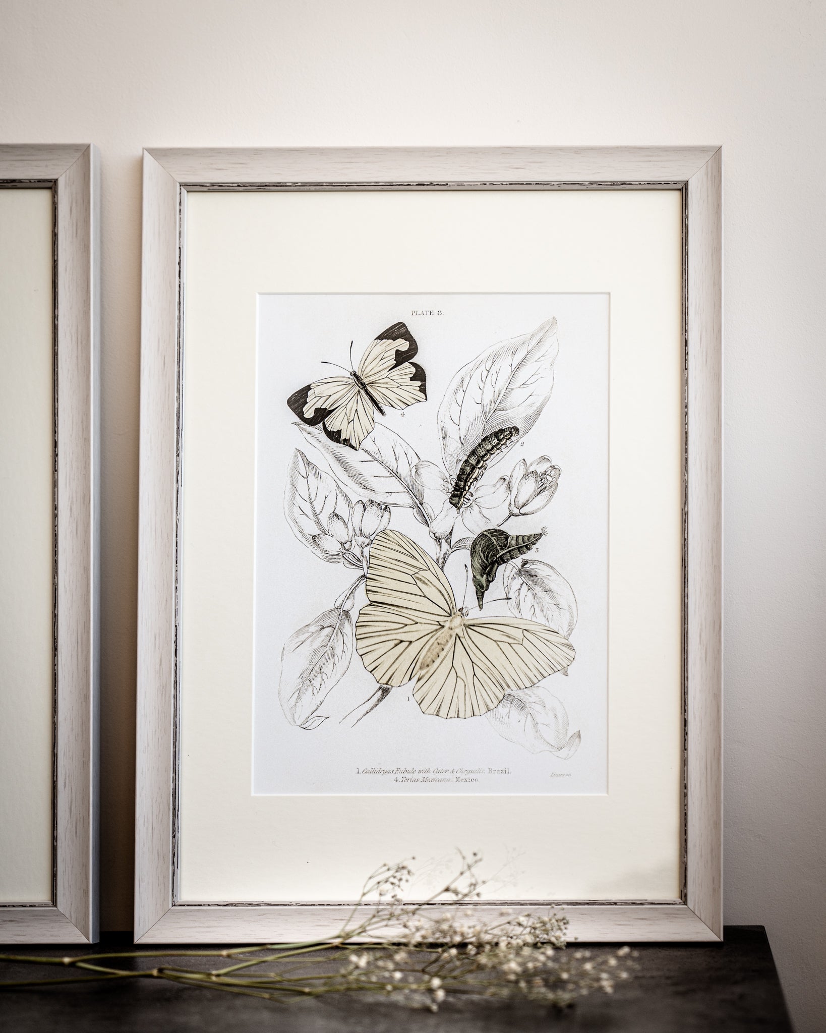 Vintage Butterfly Art Print 07