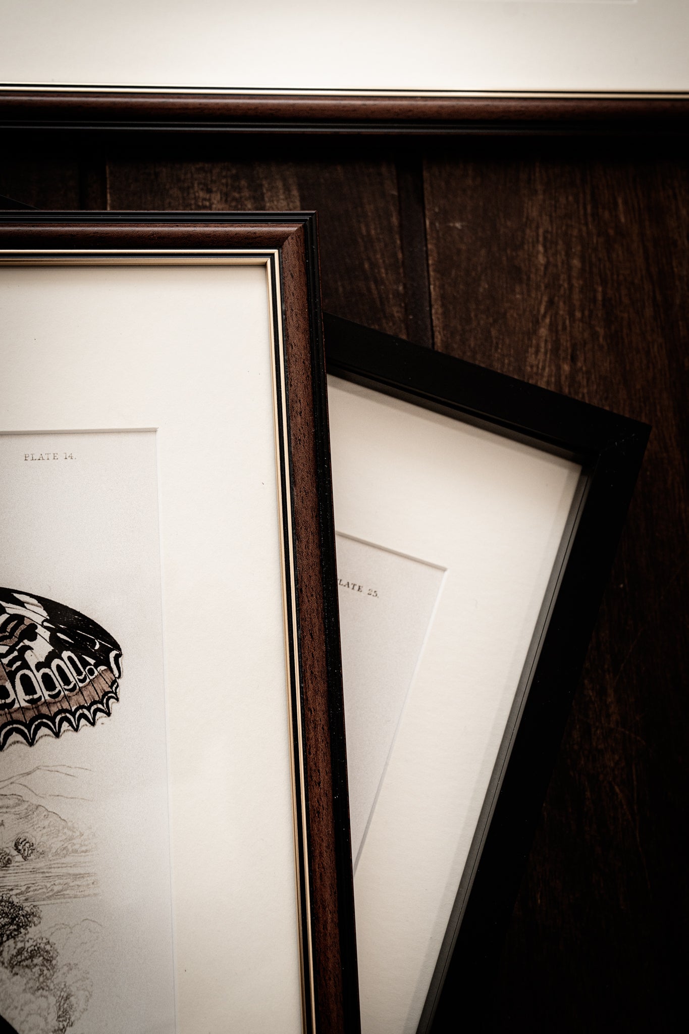 Vintage Butterfly Art Print 014