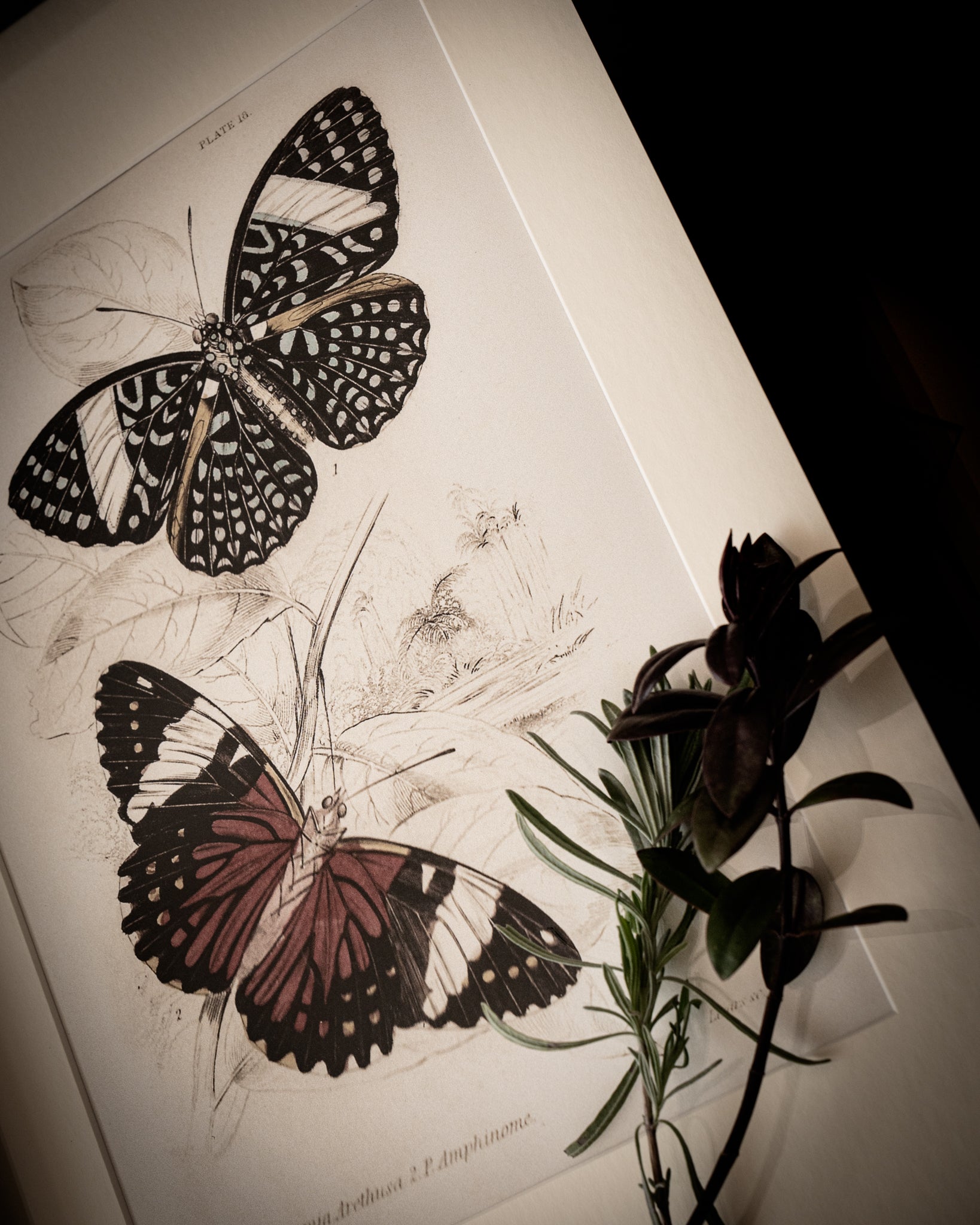 Vintage Butterfly Art Print 01