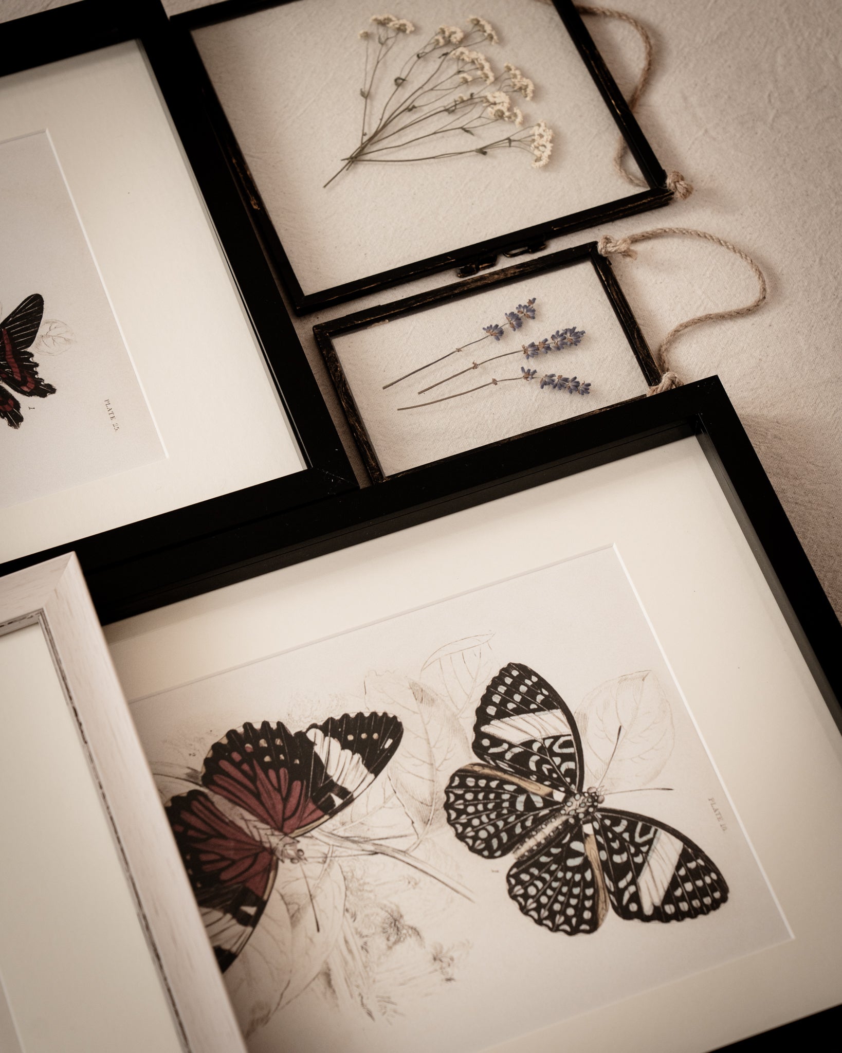 Vintage Butterfly Art Print 01