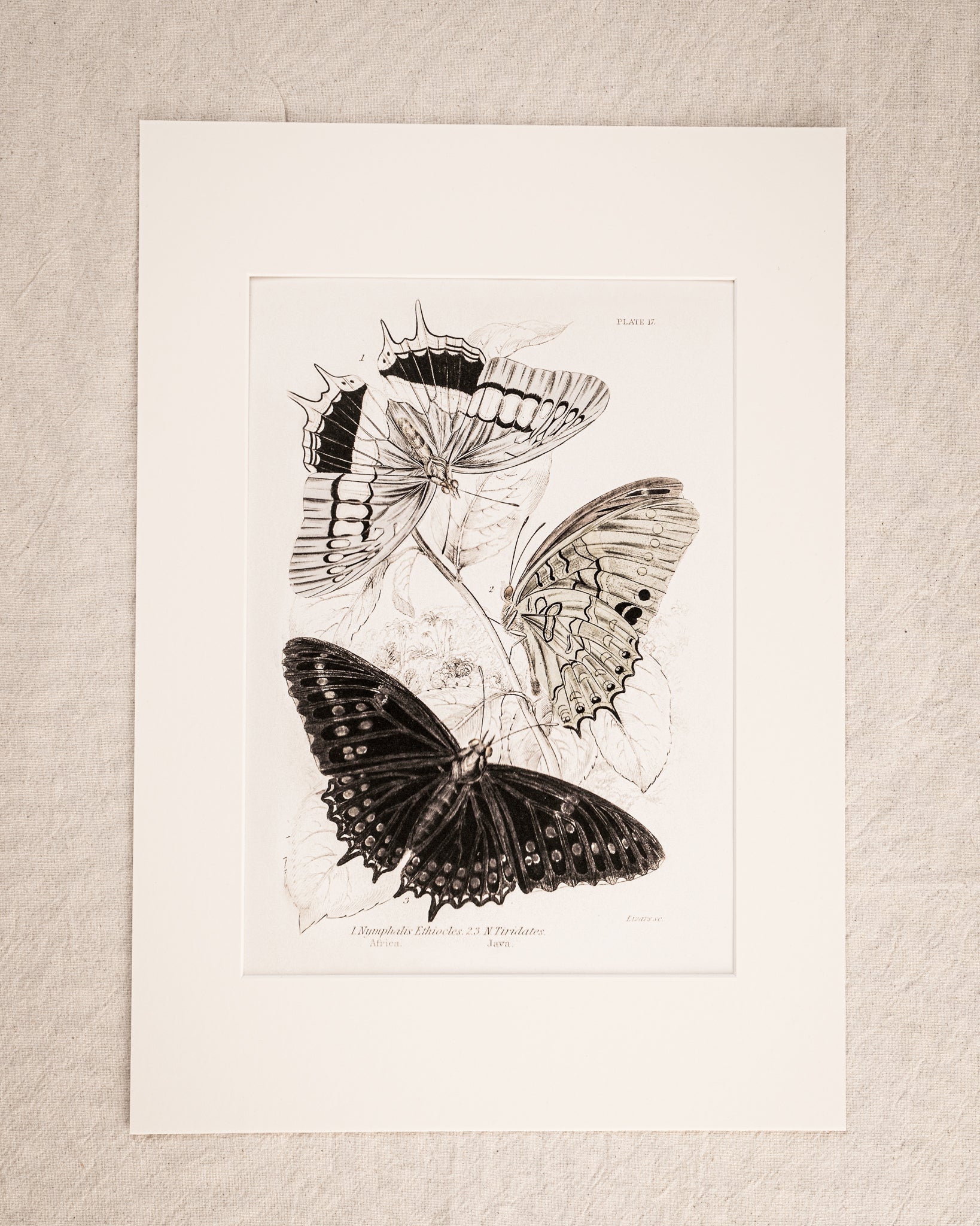 Vintage Butterfly Art Print 06