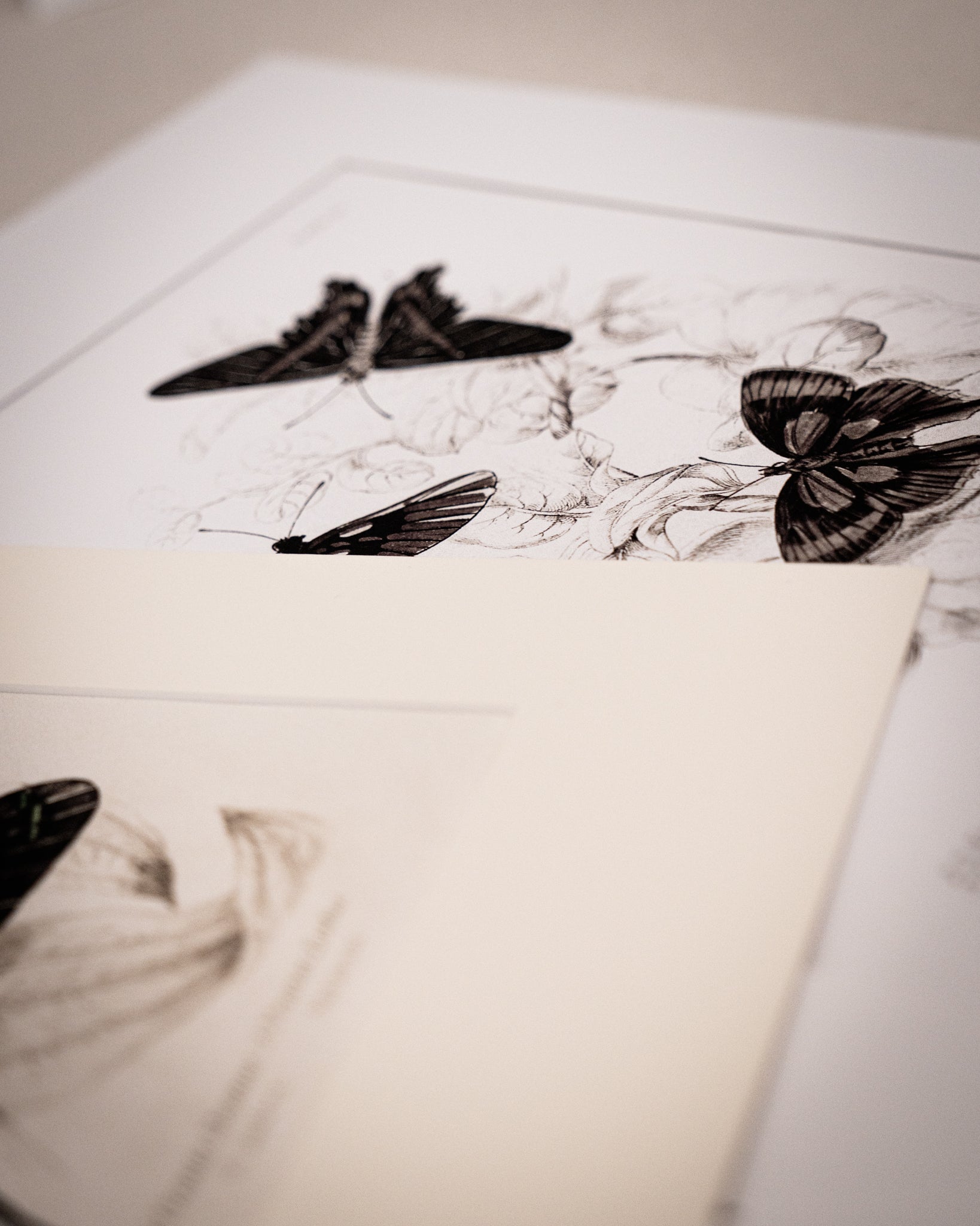 Vintage Butterfly Art Print 01