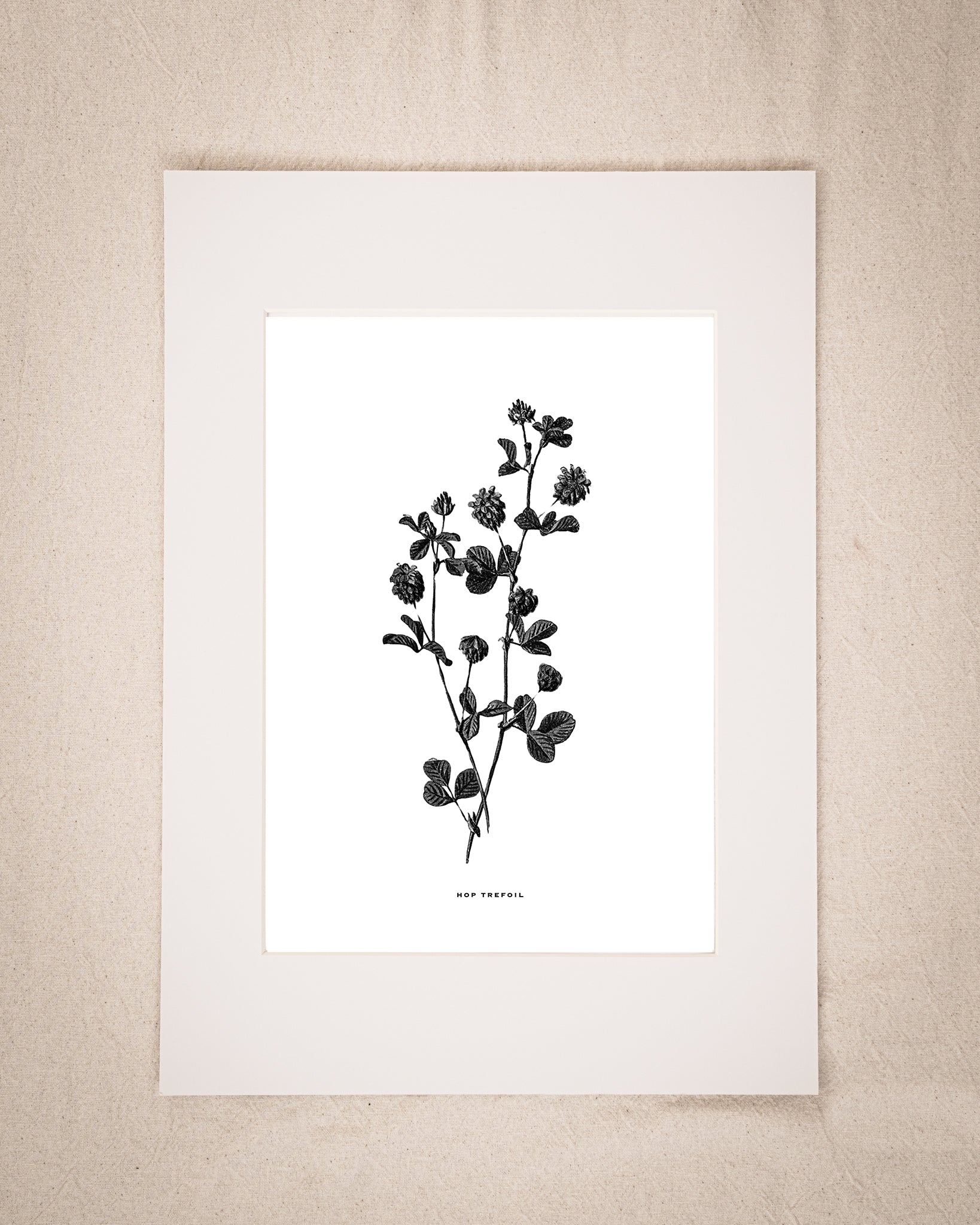 Restored Monochrome Botanical Art Print – 19th Century Floral Illustration (Hop Trefoil 01)