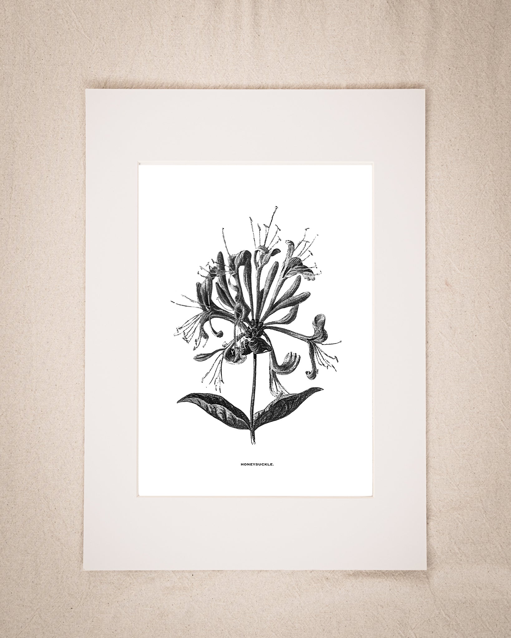Restored Monochrome Botanical Art Print – 19th Century Floral Illustration (Honeysuckle 01)