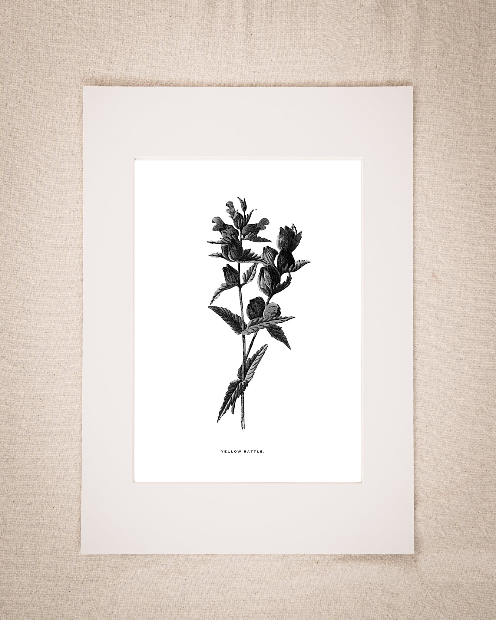 Restored Monochrome Botanical Art Print – 19th Century Floral Illustration (Yellow Rattle 01)