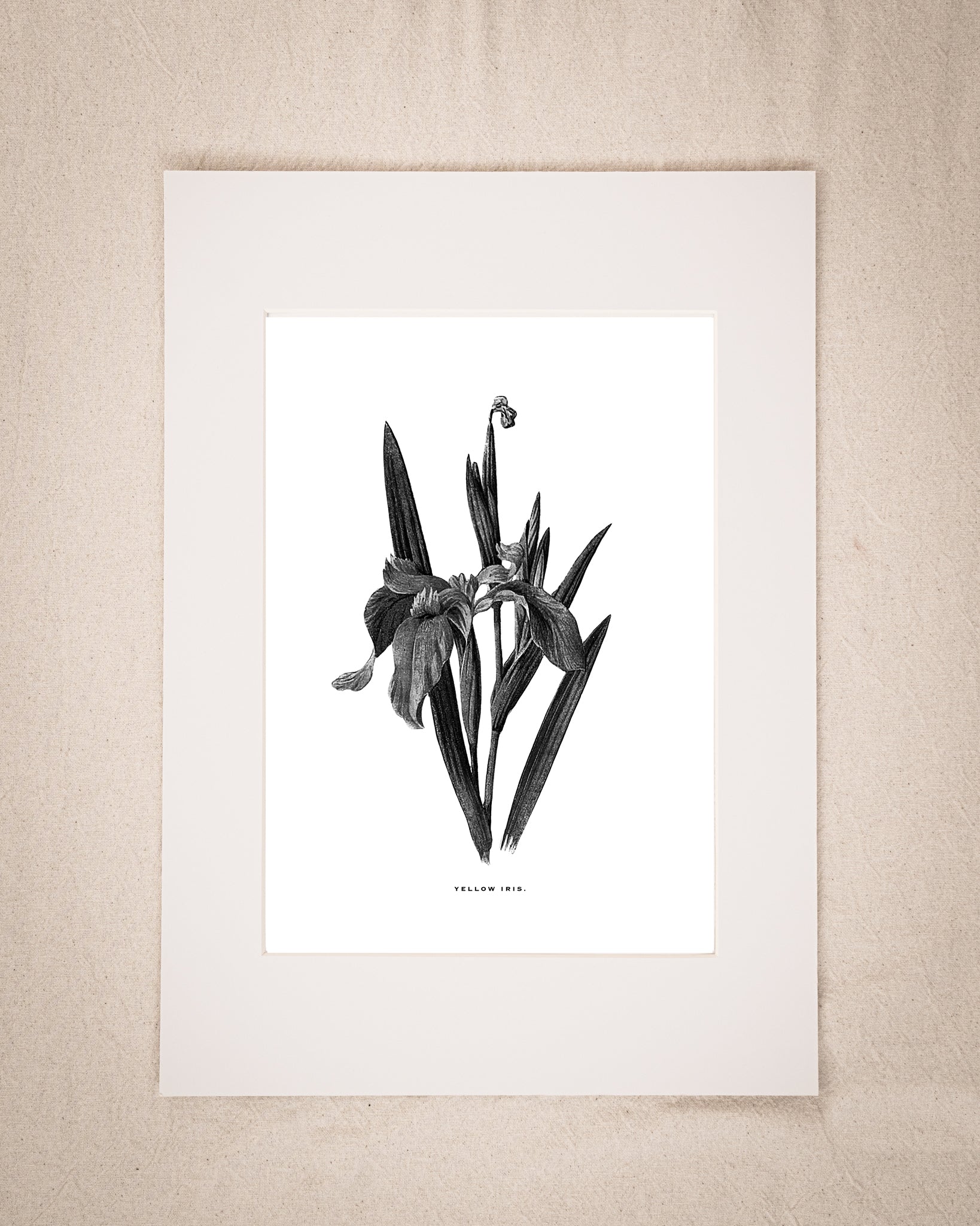 Restored Monochrome Botanical Art Print – 19th Century Floral Illustration  (Iris 01)