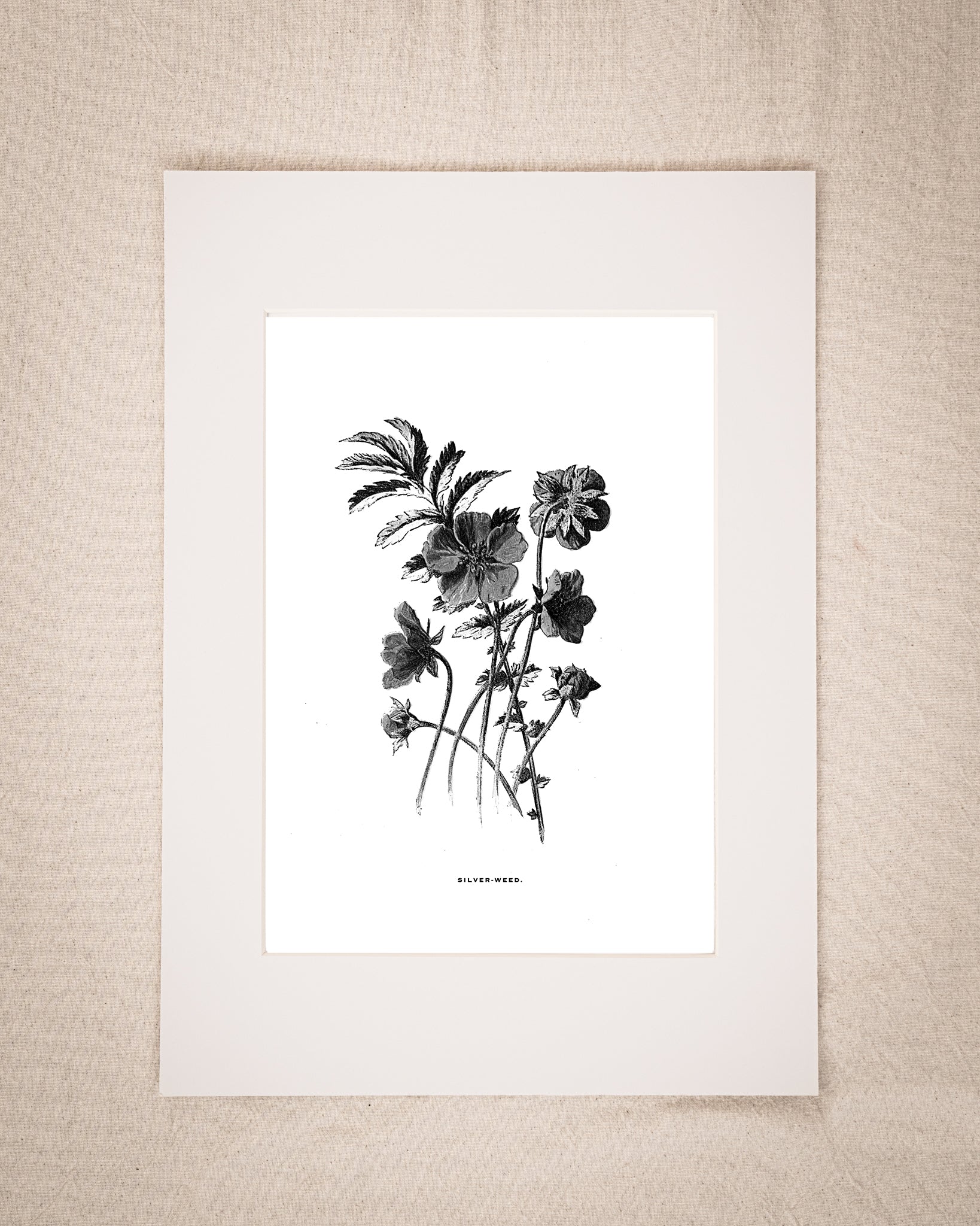 Restored Monochrome Botanical Art Print – 19th Century Floral Illustration (Silver-Weed)